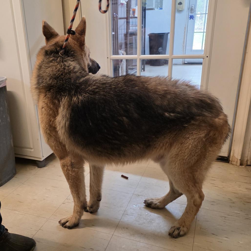 Enlarge Ricky, a Adoptable German Shepherd Dog in Denison, TX image 1/5