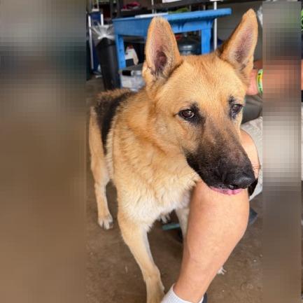 Enlarge Ricky, a Adoptable German Shepherd Dog in Denison, TX image 2/5