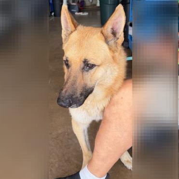 Enlarge Ricky, a Adoptable German Shepherd Dog in Denison, TX image 4/5
