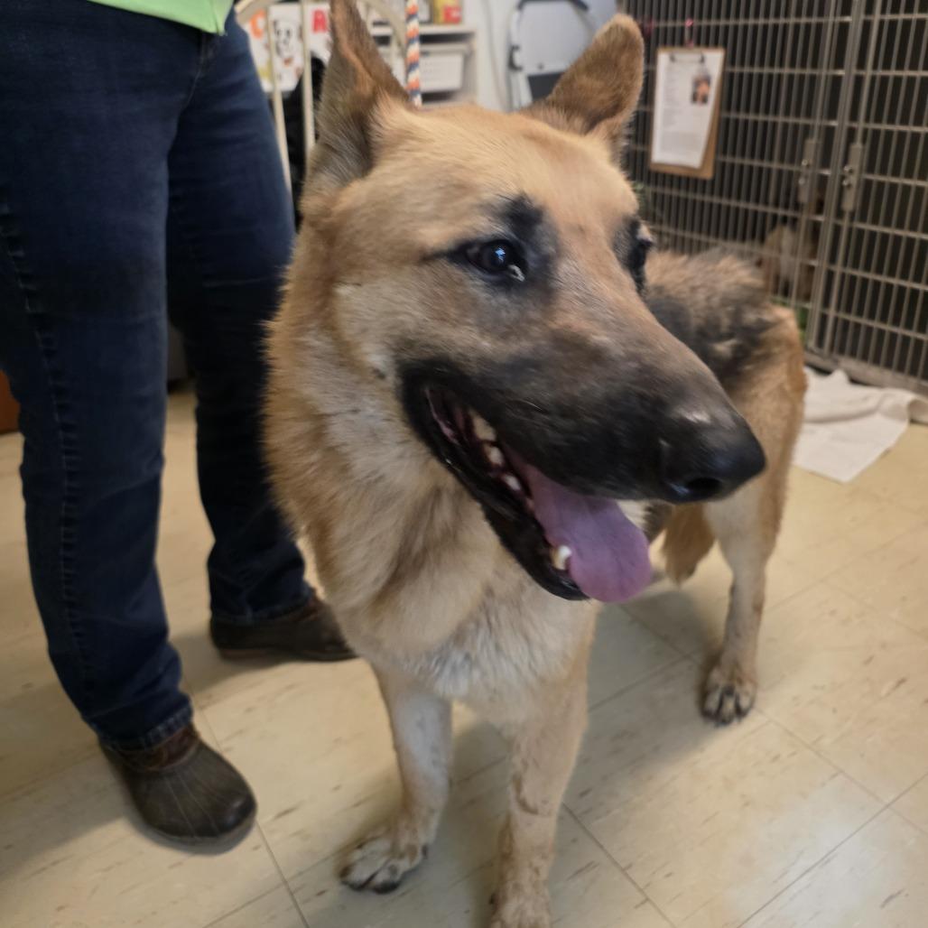 Enlarge Ricky, a Adoptable German Shepherd Dog in Denison, TX image 5/5
