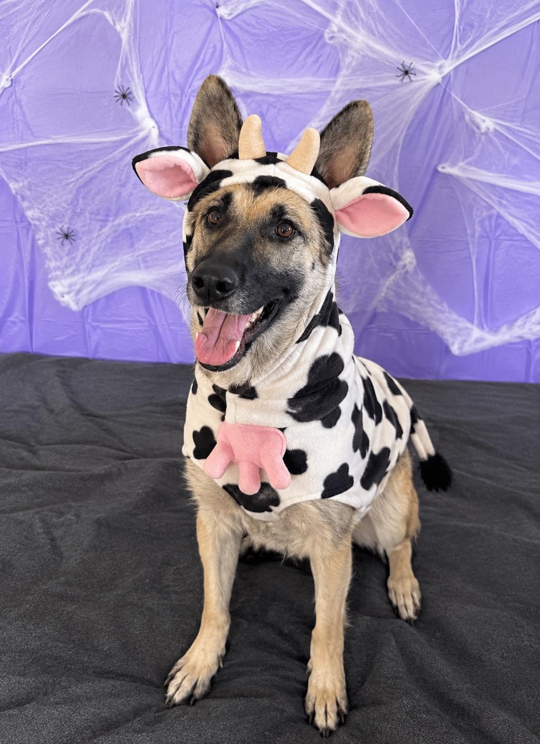 Sunny, Adoptable, Adult Female German Shepherd Dog.