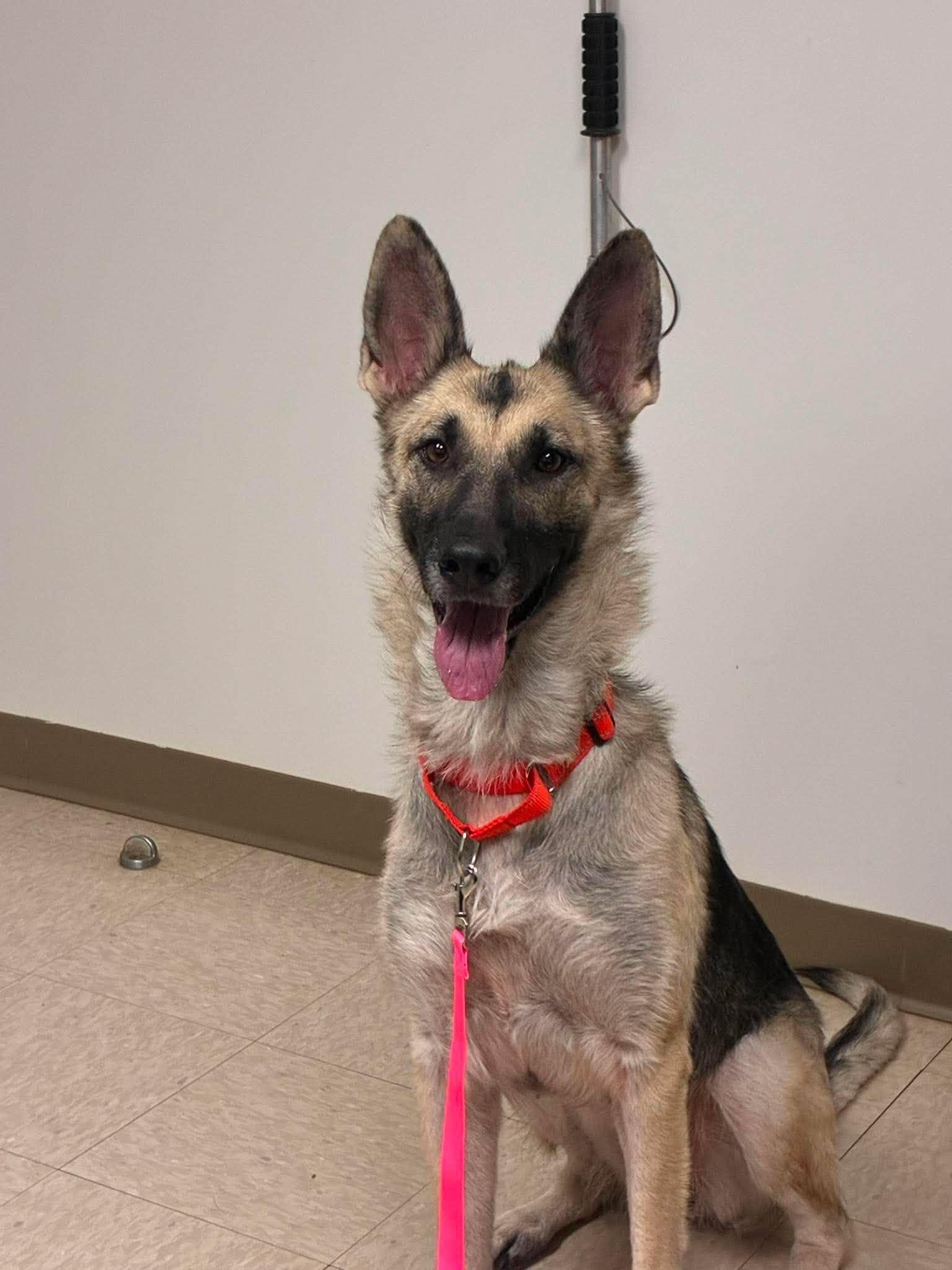 Enlarge Sunny, a Adoptable German Shepherd Dog in Chickasha, OK image 2/2