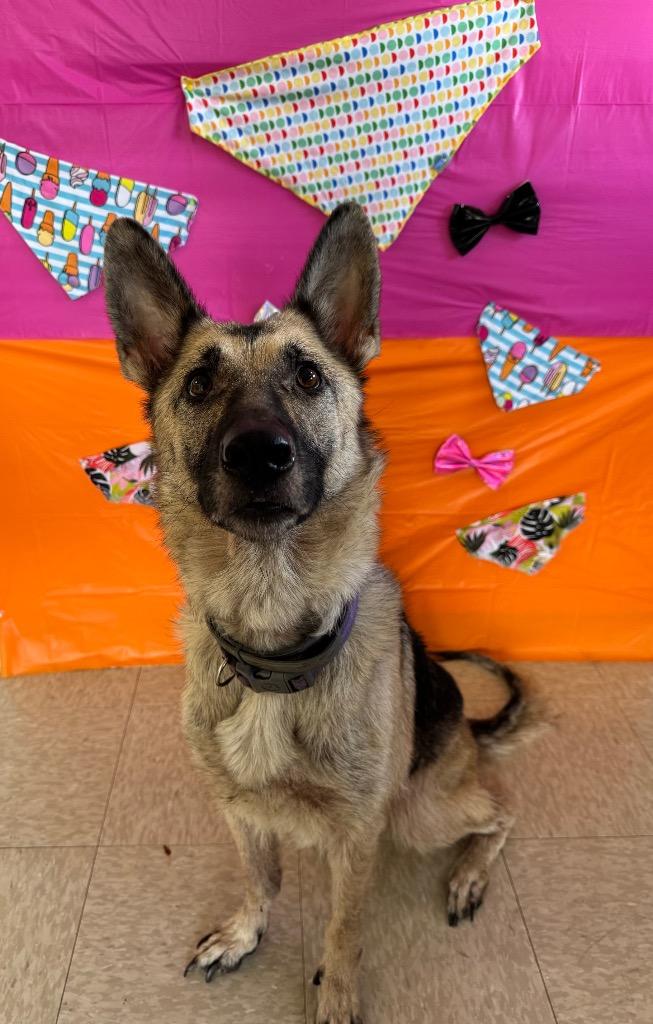 Enlarge Sunny, a ADOPTABLE German Shepherd Dog in Chickasha, OK image 1/1