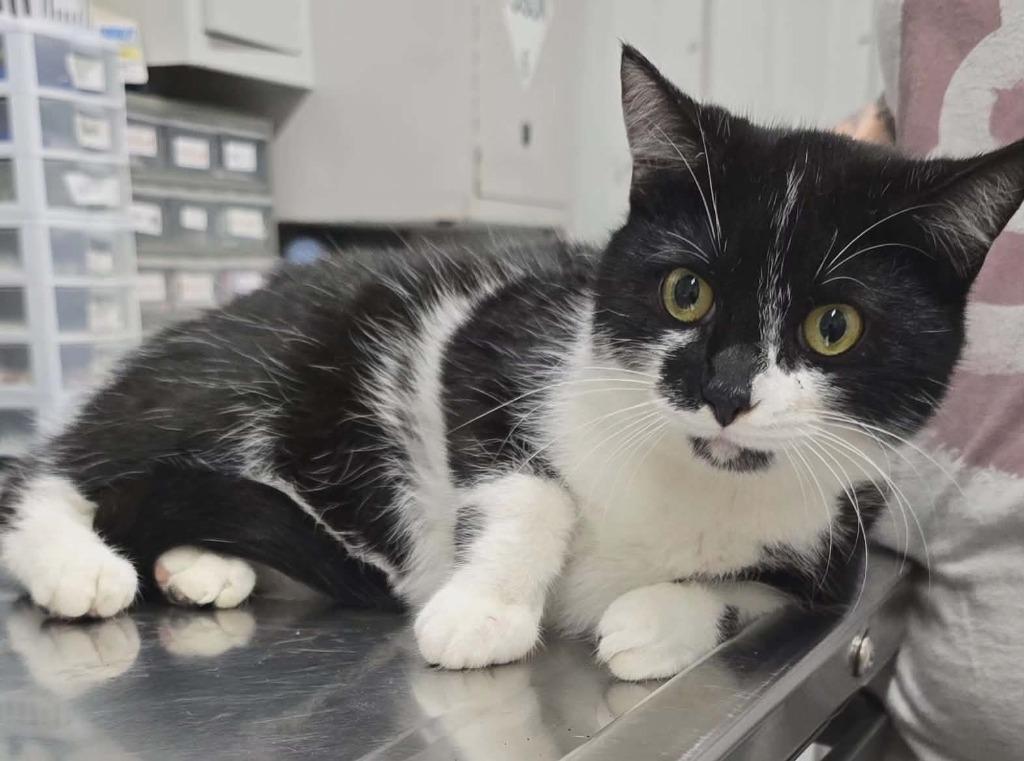 Maggy, Adoptable, Young Female Domestic Short Hair.