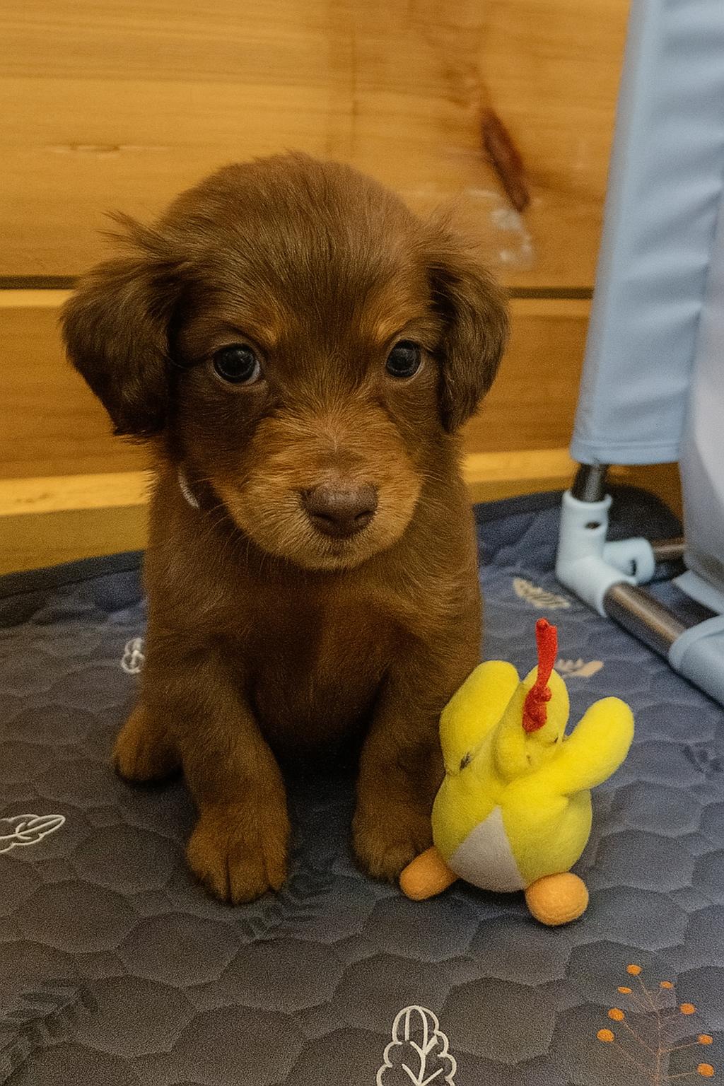 Stitch, Baby Male Poodle
