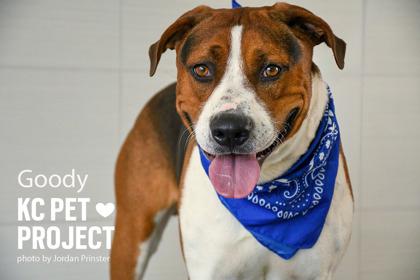 Goody, Adoptable, Adult Male Mixed Breed & Mixed Breed.