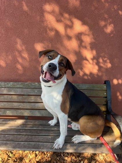 Goody, Adoptable, Adult Male Mixed Breed & Mixed Breed.