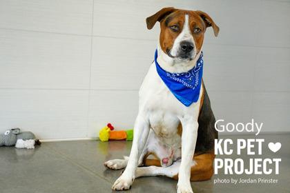 Enlarge Goody, a Adoptable mixed breed in Kansas City, MO image 2/3