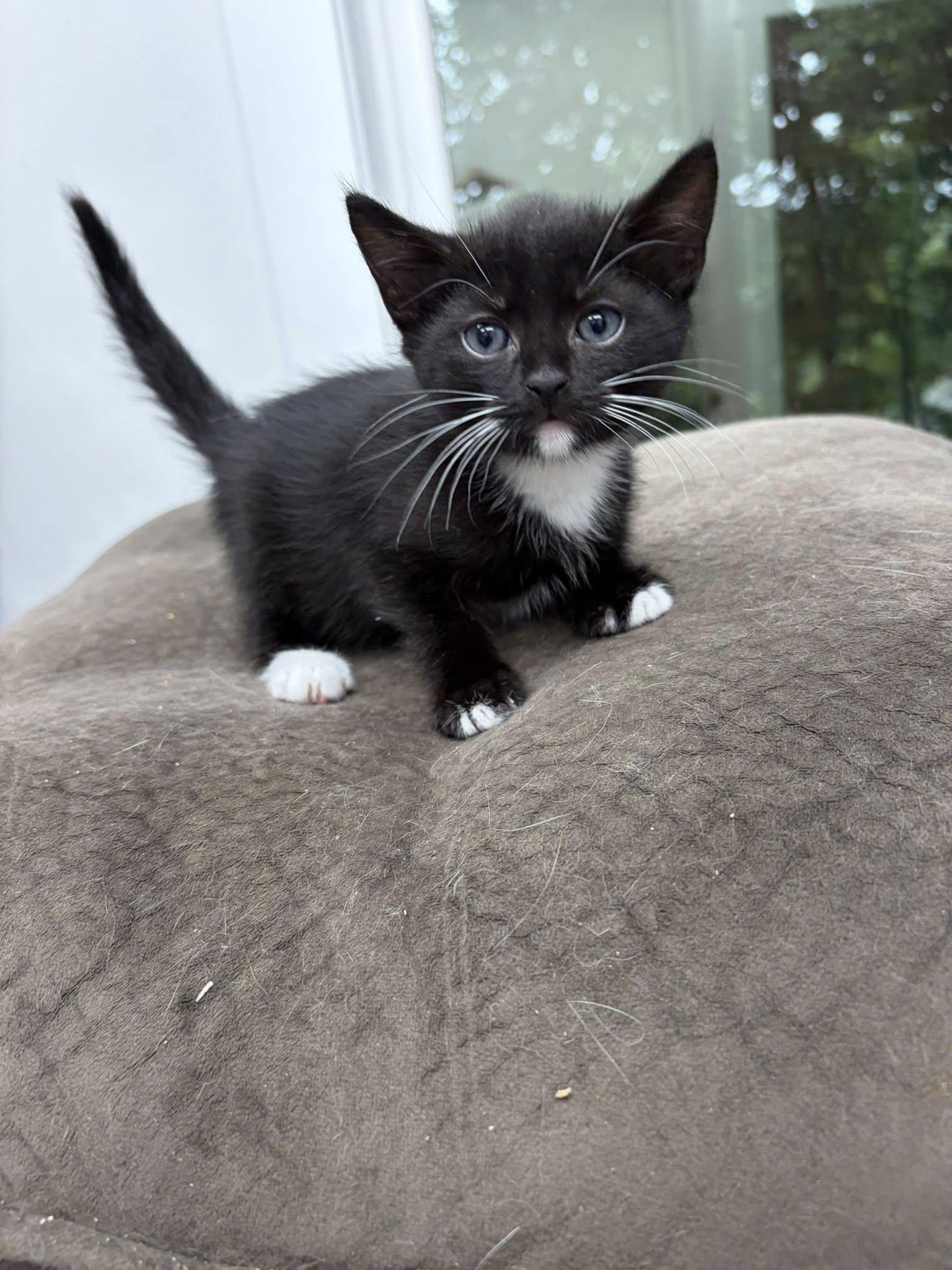 Enlarge Ledmo, a ADOPTABLE Domestic Short Hair in Clarksville, TN image 3/3