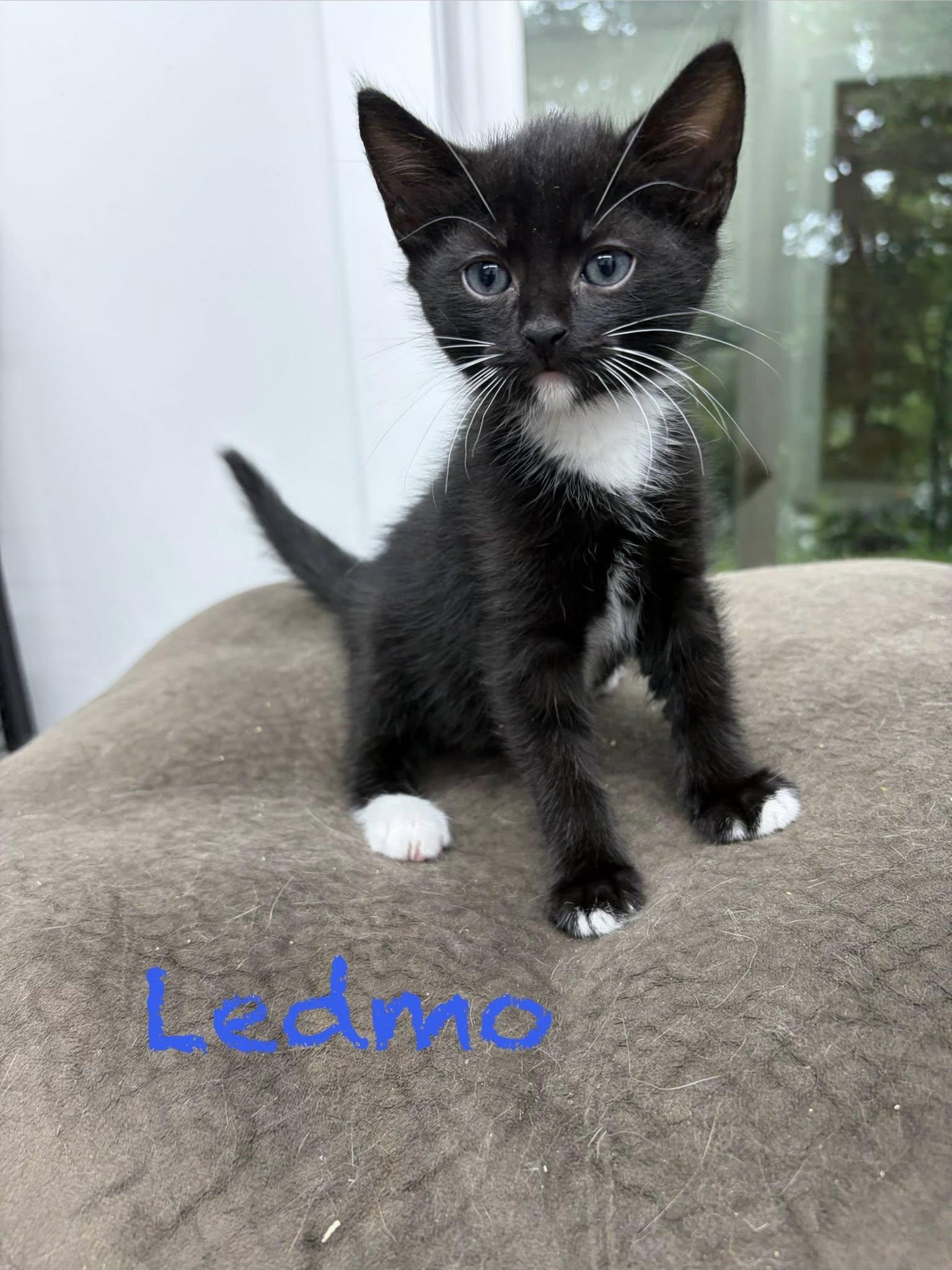 Ledmo, ADOPTABLE, Kitten Male Domestic Short Hair.