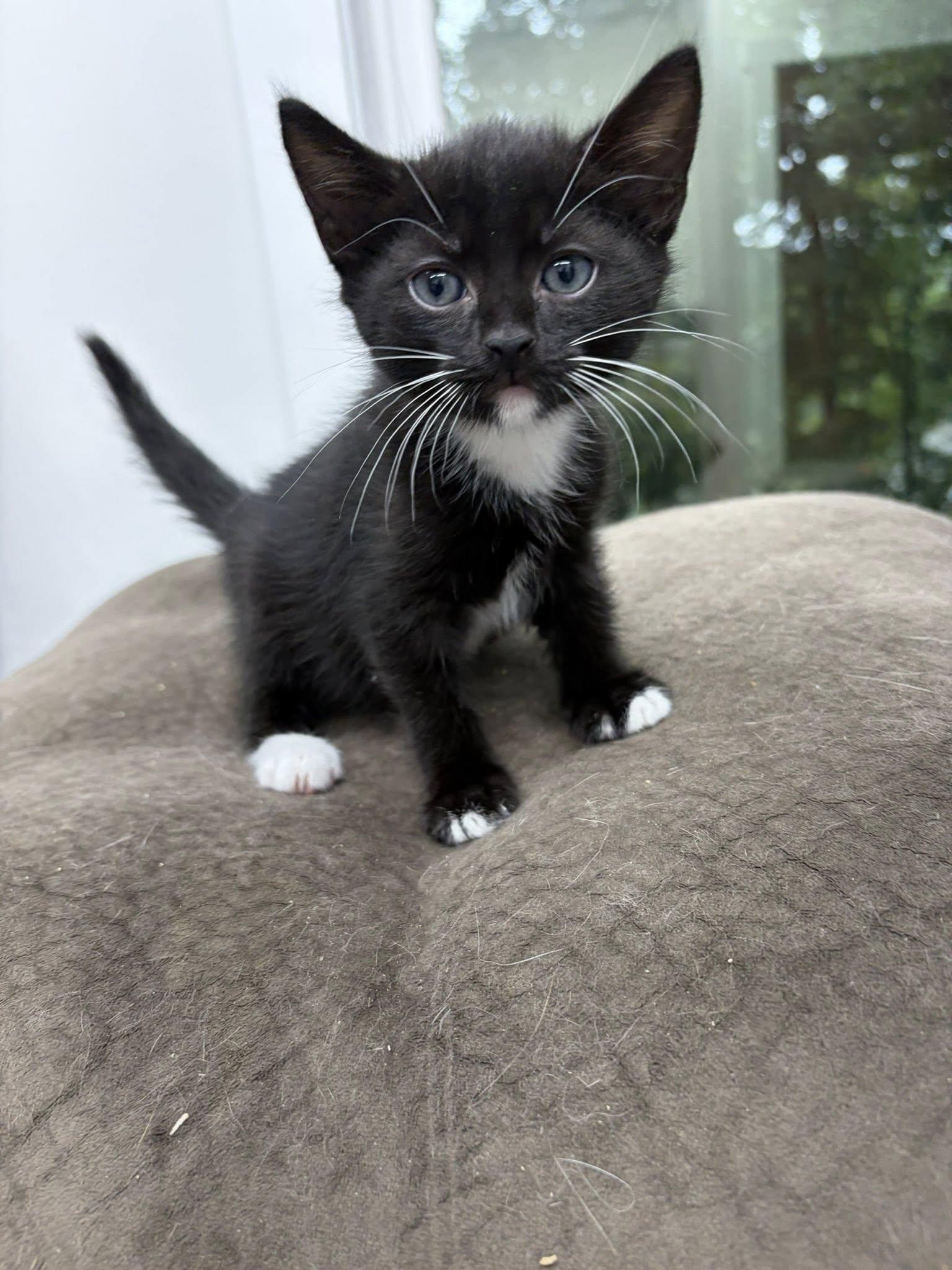 Enlarge Ledmo, a ADOPTABLE Domestic Short Hair in Clarksville, TN image 2/3