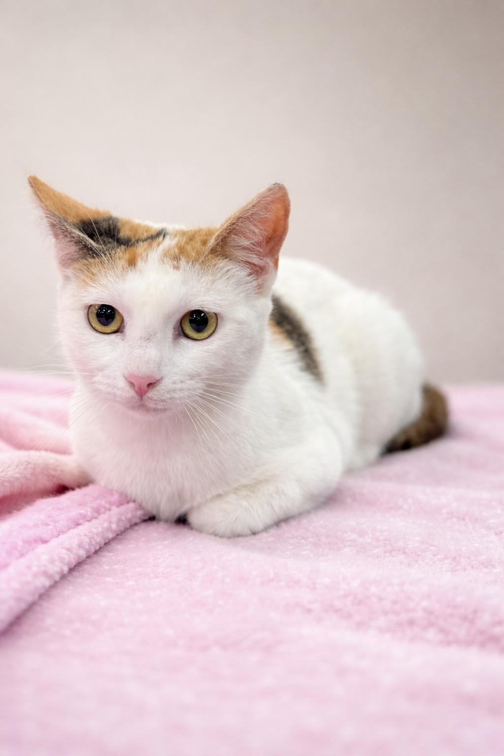 Enlarge Magnolia, an adopted mixed breed in Greensboro, NC image 3/3