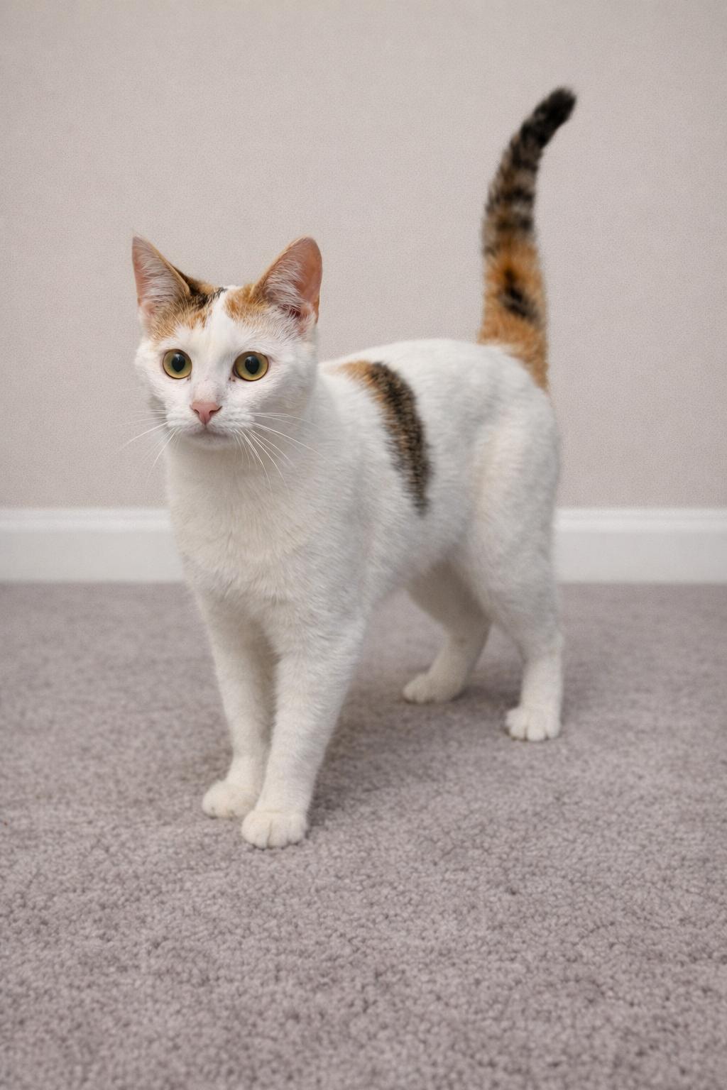 Magnolia, adopted, Young Female Domestic Short Hair & Calico.