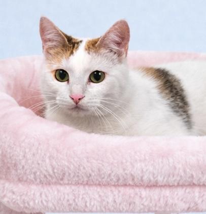 Enlarge Magnolia, an adopted mixed breed in Greensboro, NC image 2/3