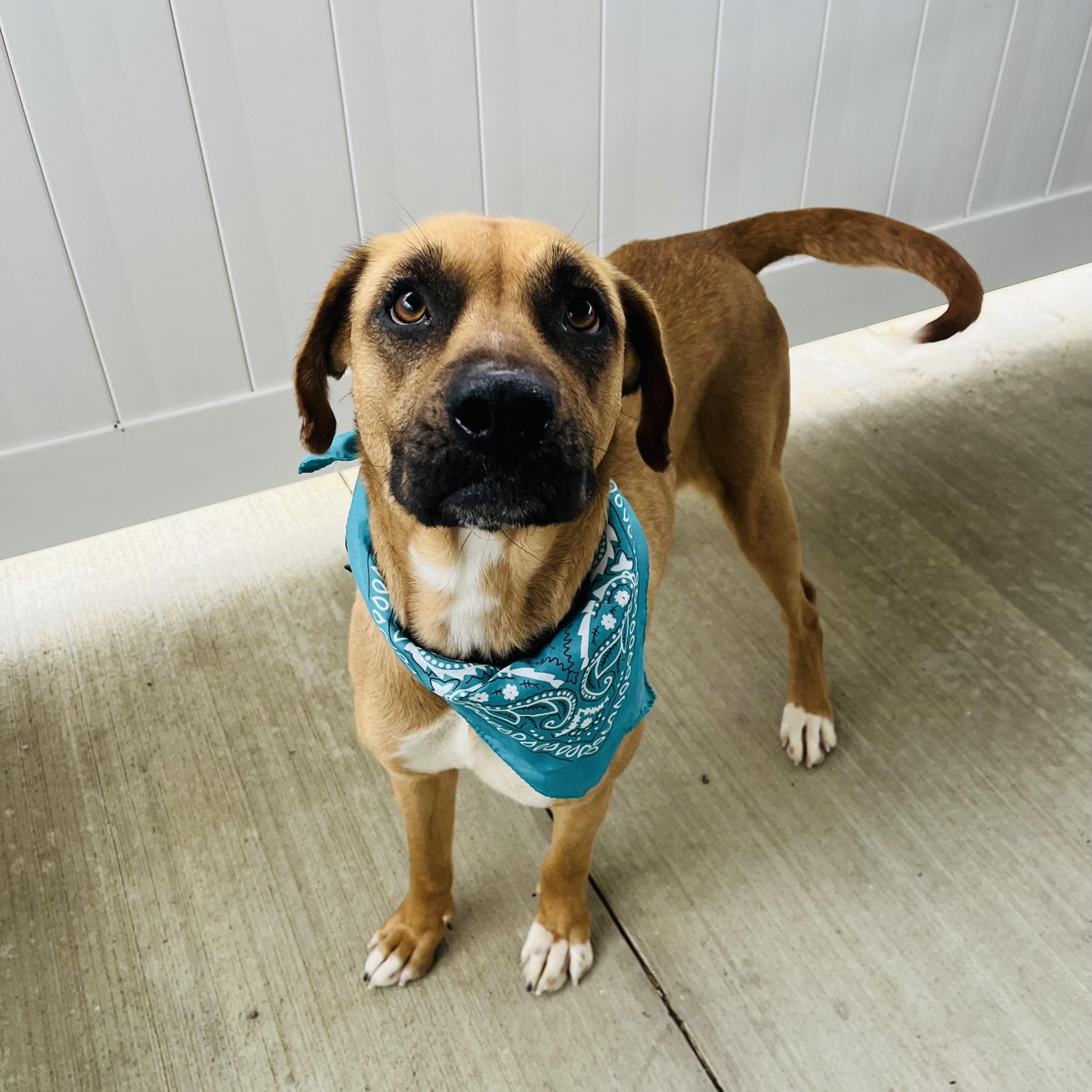 Enlarge Nomi, a other mixed breed in Canal Winchester, OH image 2/5