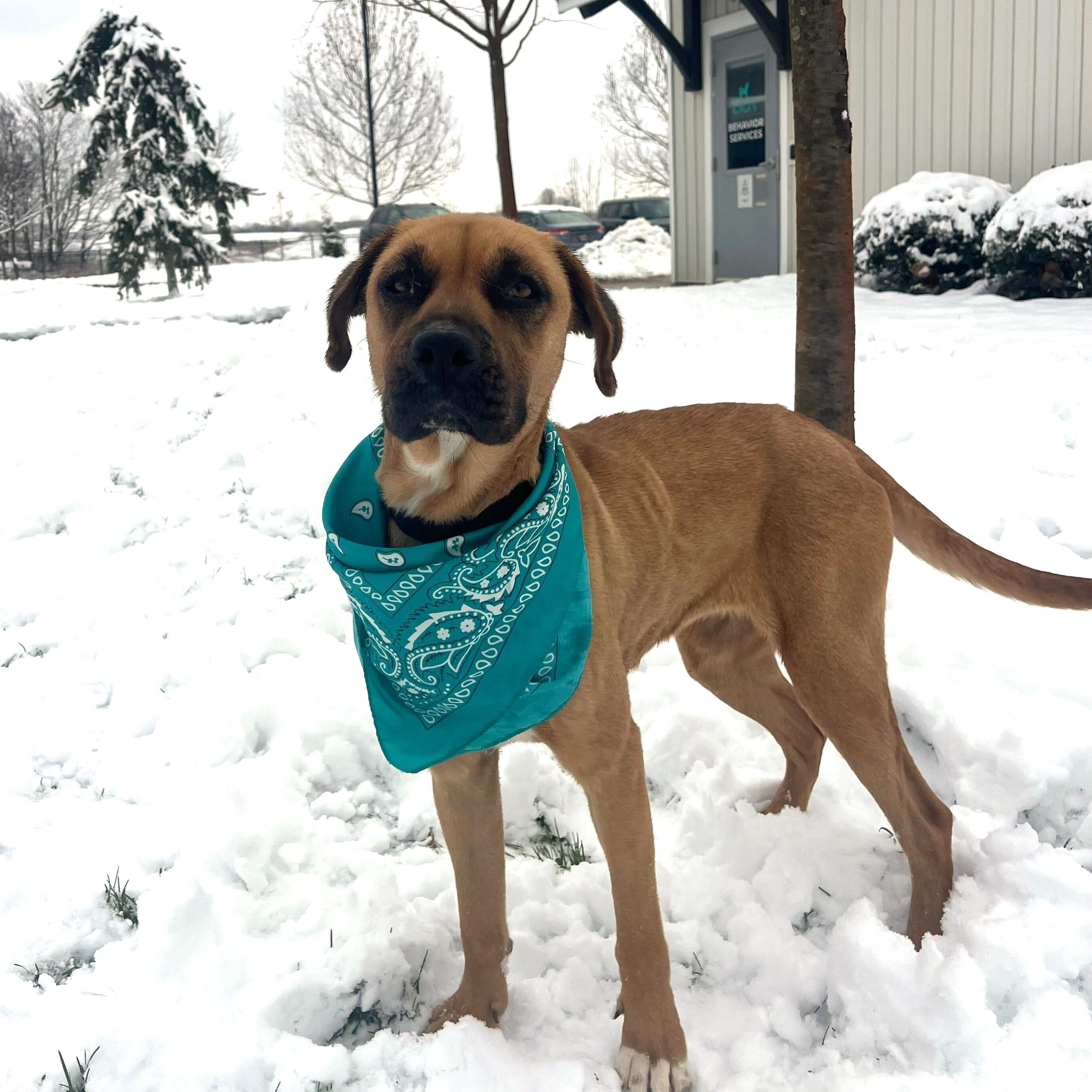 Nomi, adoptable, Young Female Mixed Breed.