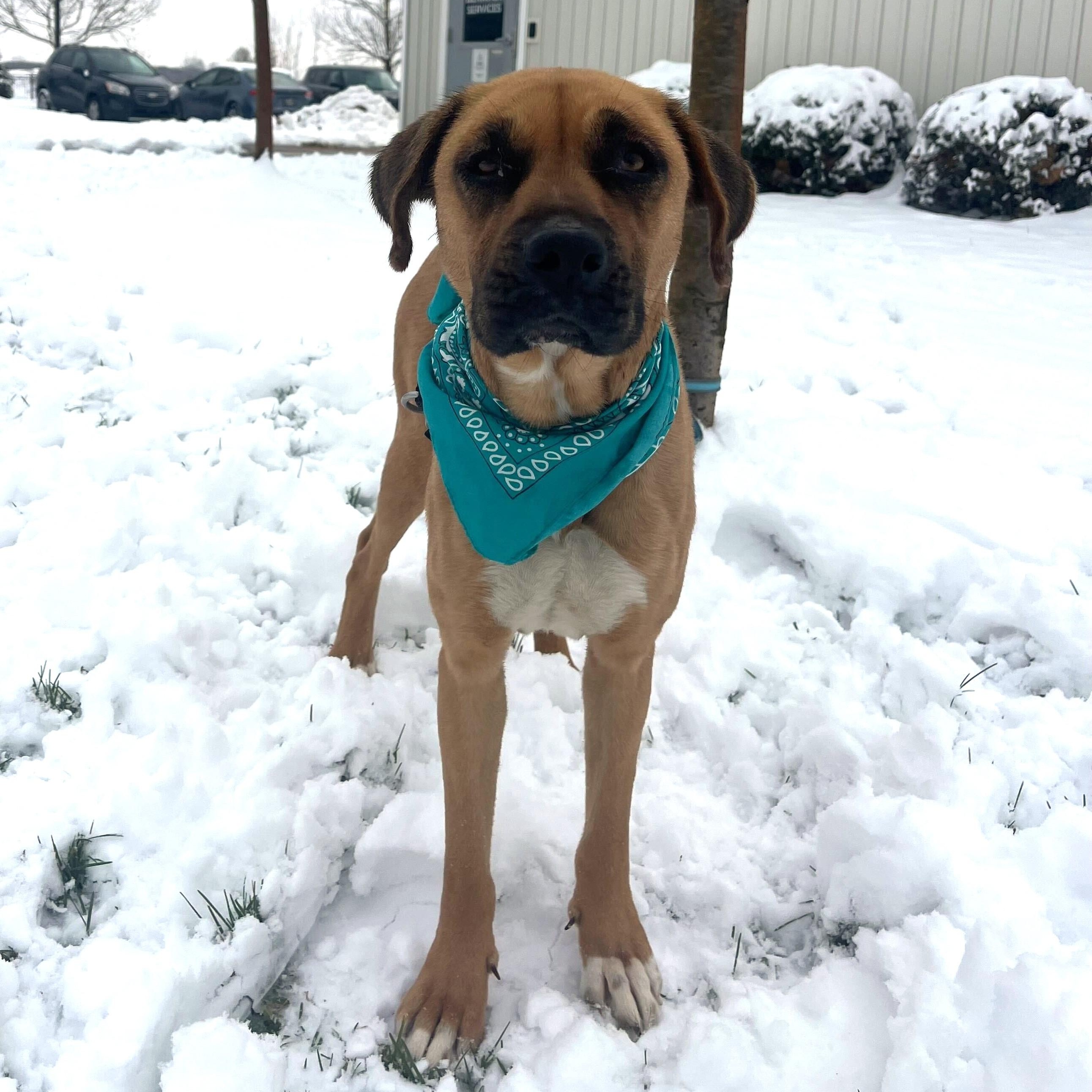 Enlarge Nomi, a other mixed breed in Canal Winchester, OH image 4/5