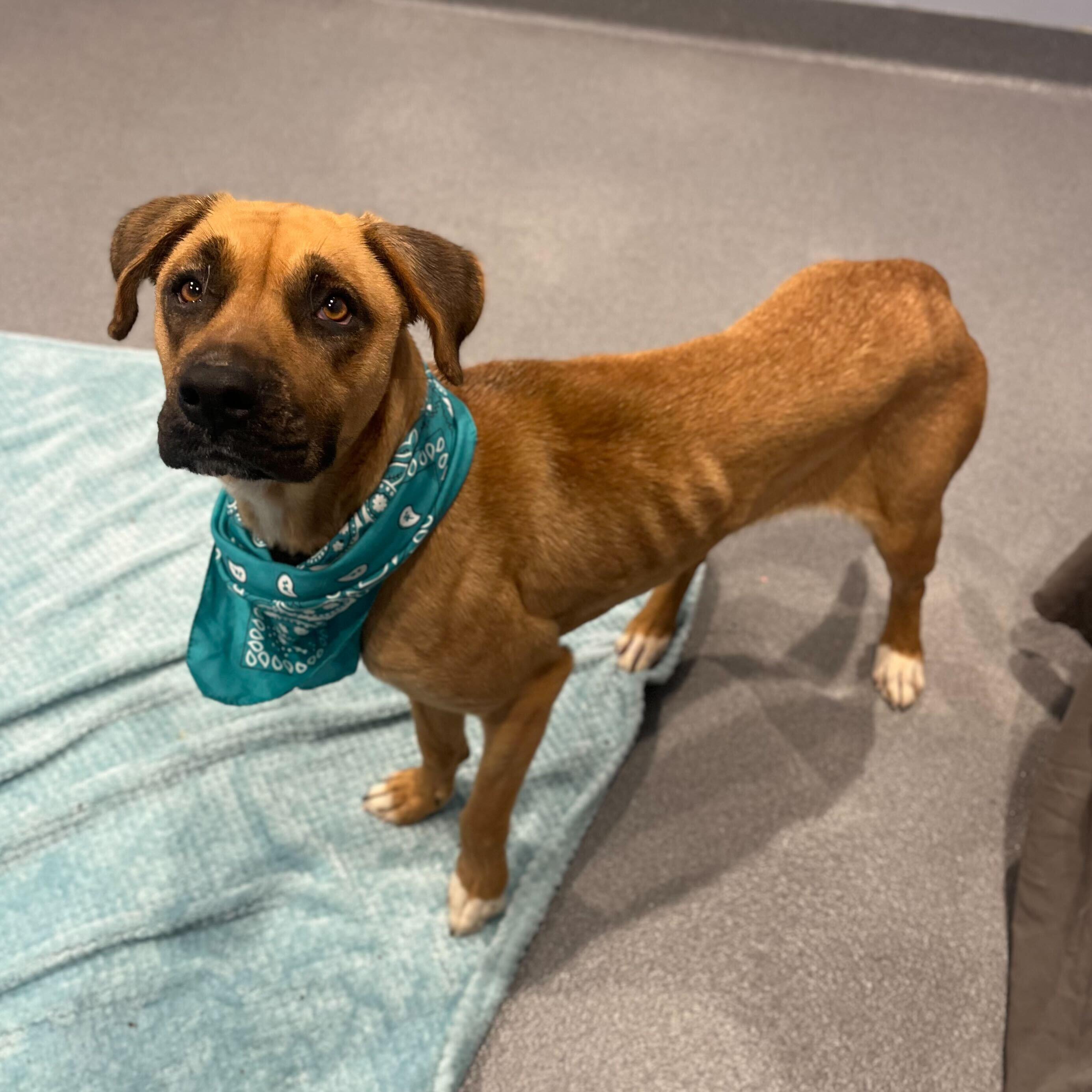 Enlarge Nomi, a other mixed breed in Canal Winchester, OH image 5/5