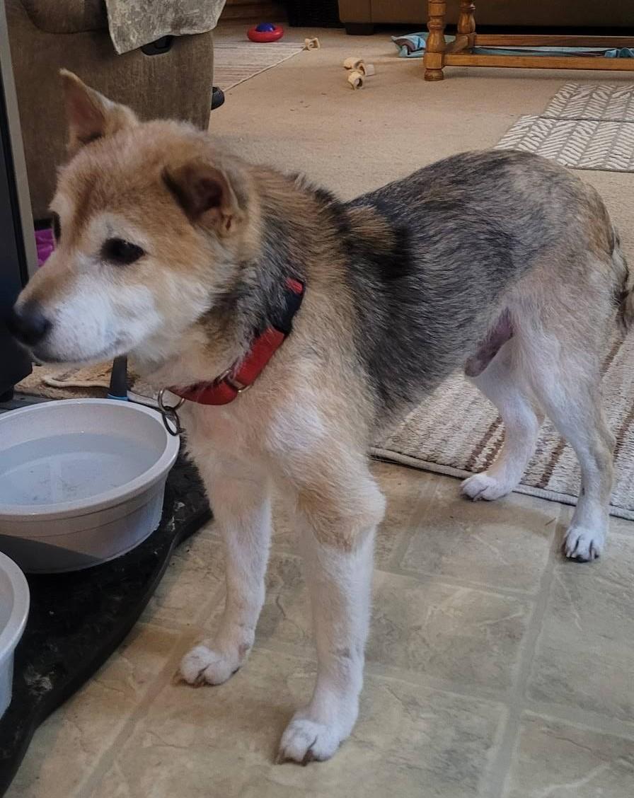 Mr. Clean, a Adoptable Shiba Inu in Columbus, OH image 2/6