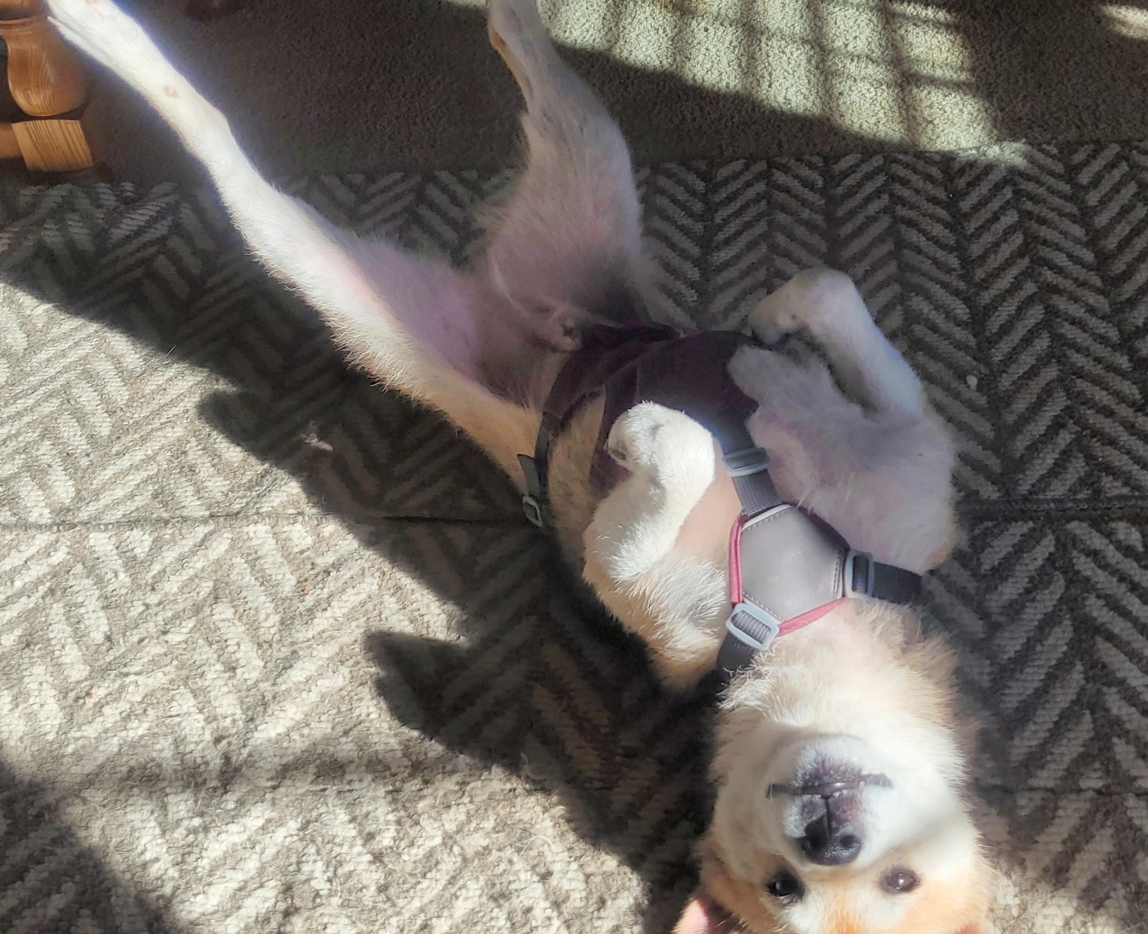 Mr. Clean, a Adoptable Shiba Inu in Columbus, OH image 4/6