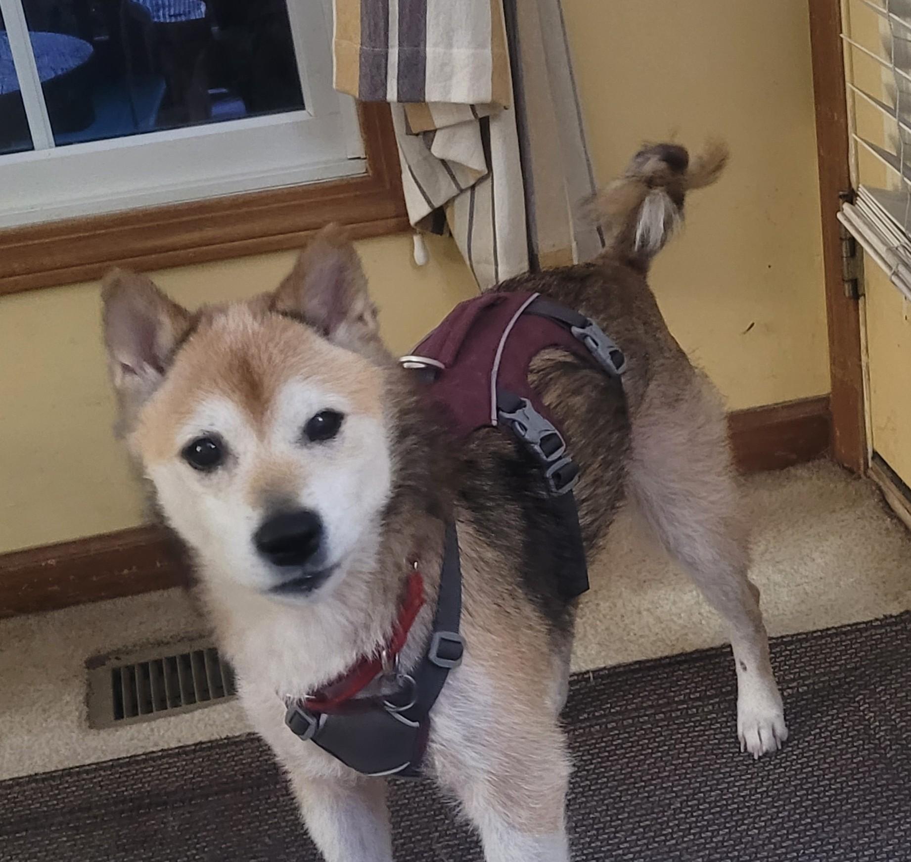 Mr. Clean, a Adoptable Shiba Inu in Columbus, OH image 1/6