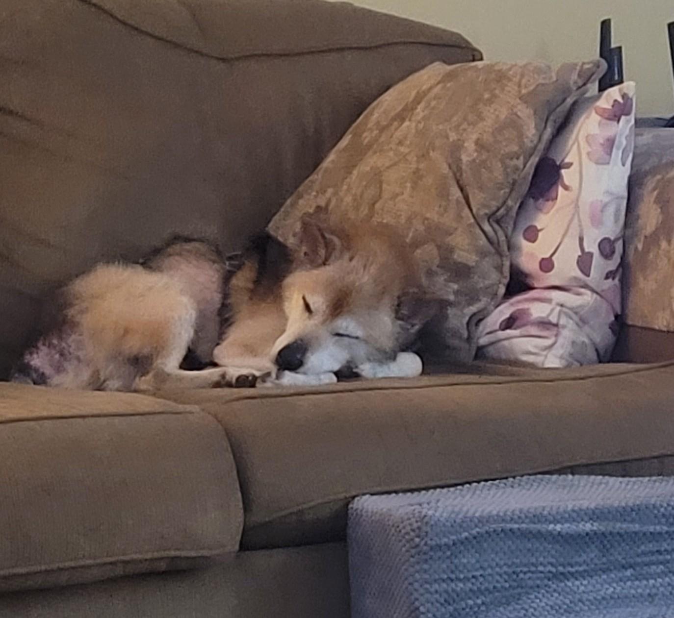 Mr. Clean, a Adoptable Shiba Inu in Columbus, OH image 5/6