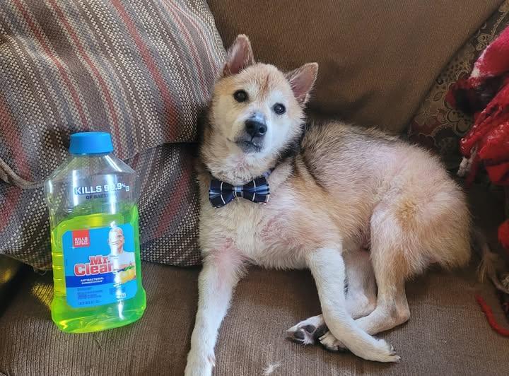 Mr. Clean, a Adoptable Shiba Inu in Columbus, OH image 3/6