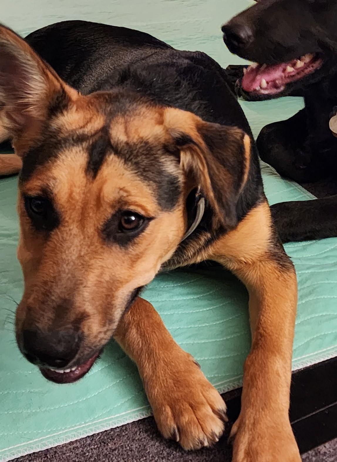 Daisy (courtesy post), a ADOPTABLE mixed breed in Ellicott City, MD image 2/5