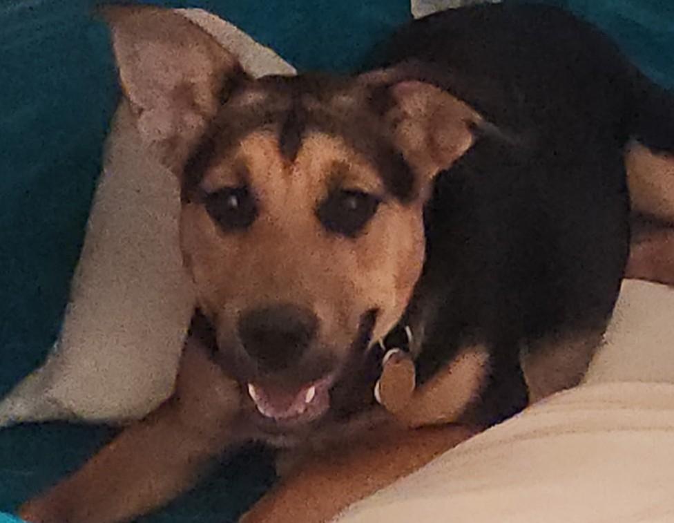 Daisy (courtesy post), a ADOPTABLE mixed breed in Ellicott City, MD image 4/5