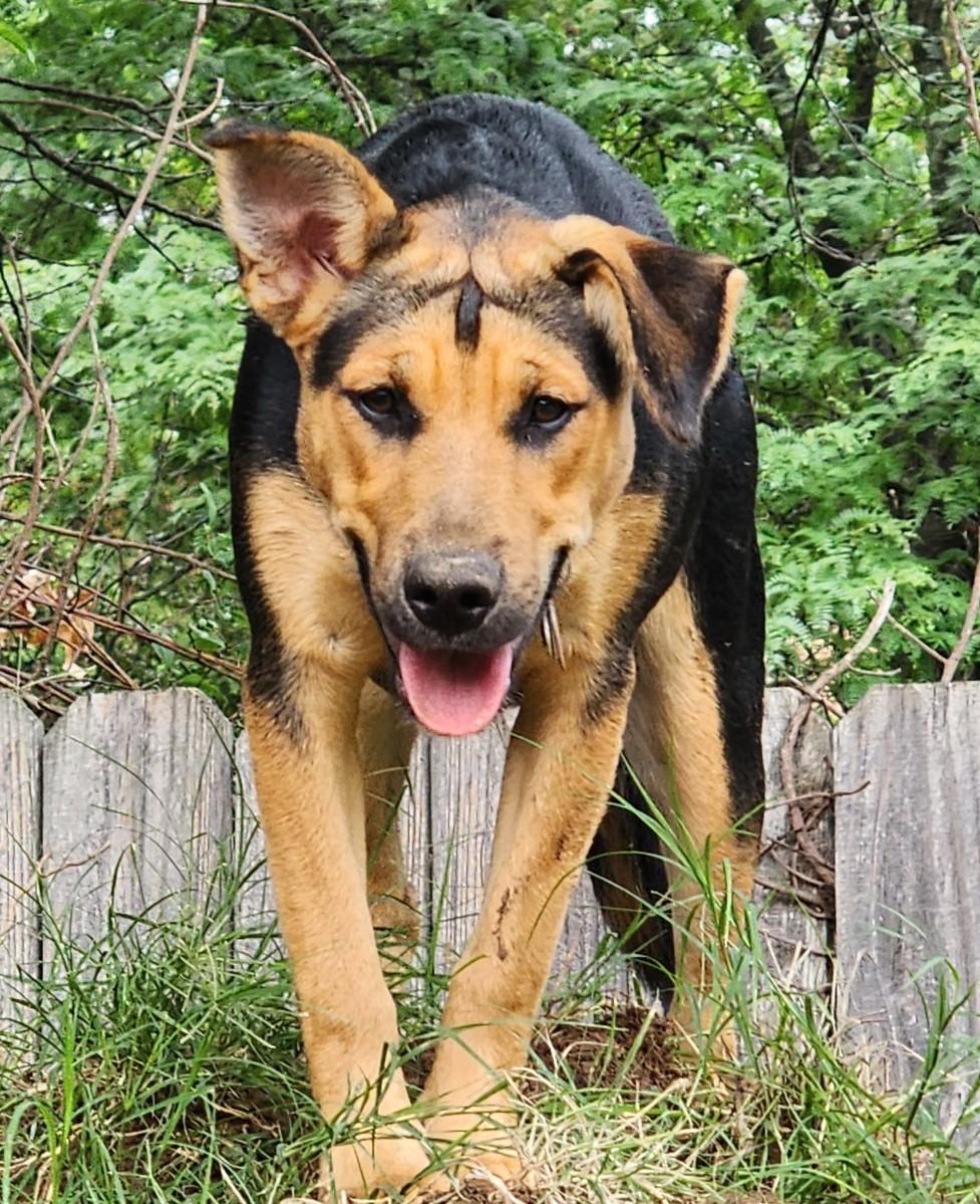 Daisy (courtesy post), a ADOPTABLE mixed breed in Ellicott City, MD image 3/5