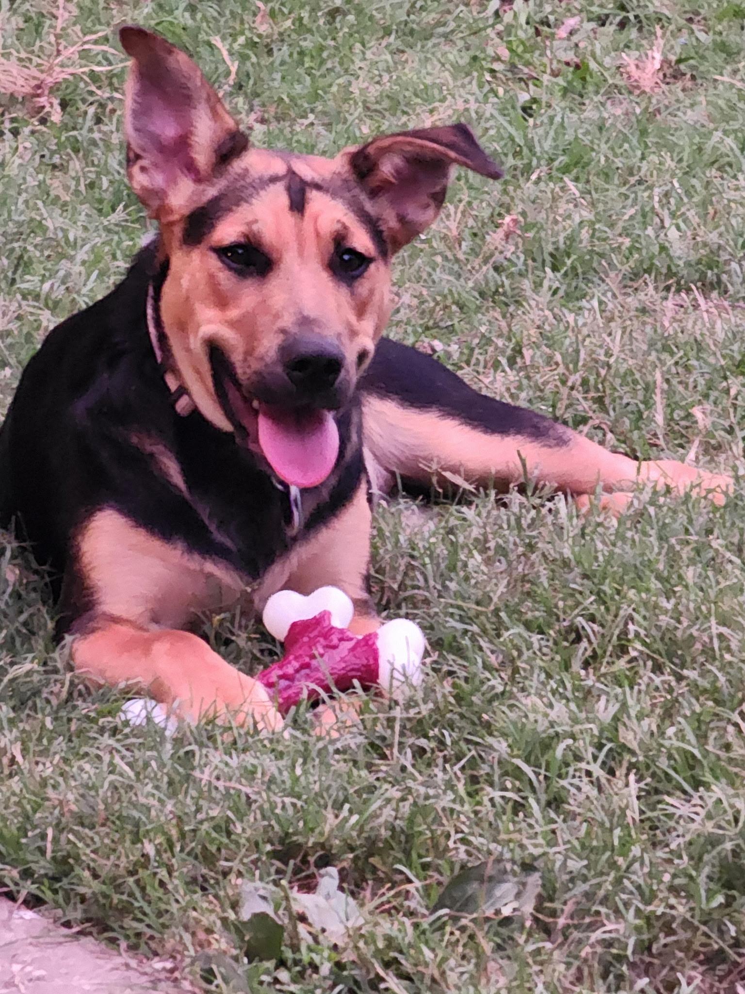 Daisy (courtesy post), a ADOPTABLE mixed breed in Ellicott City, MD image 5/5
