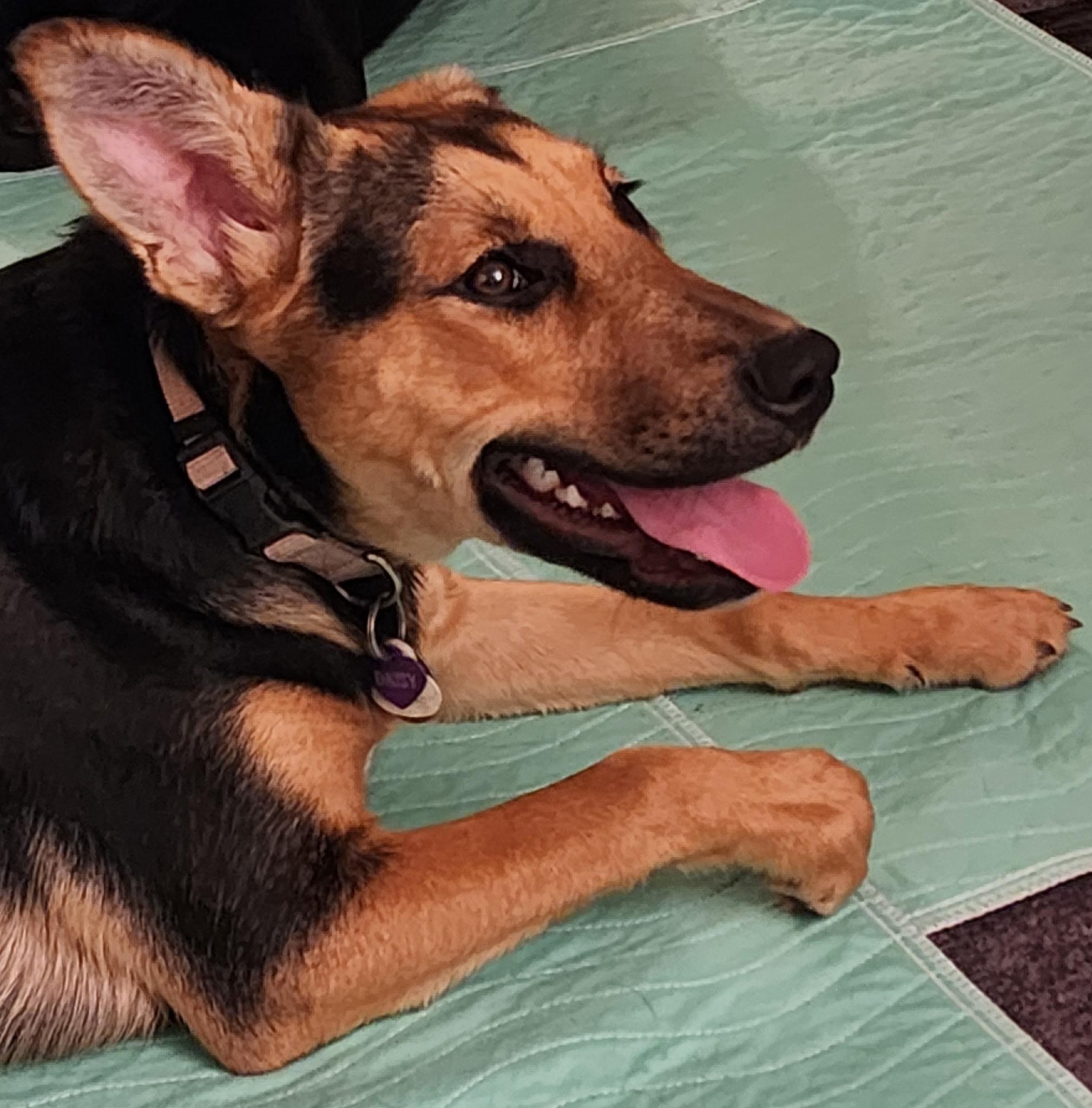 Daisy (courtesy post), ADOPTABLE, Young Female Shepherd & Labrador Retriever.