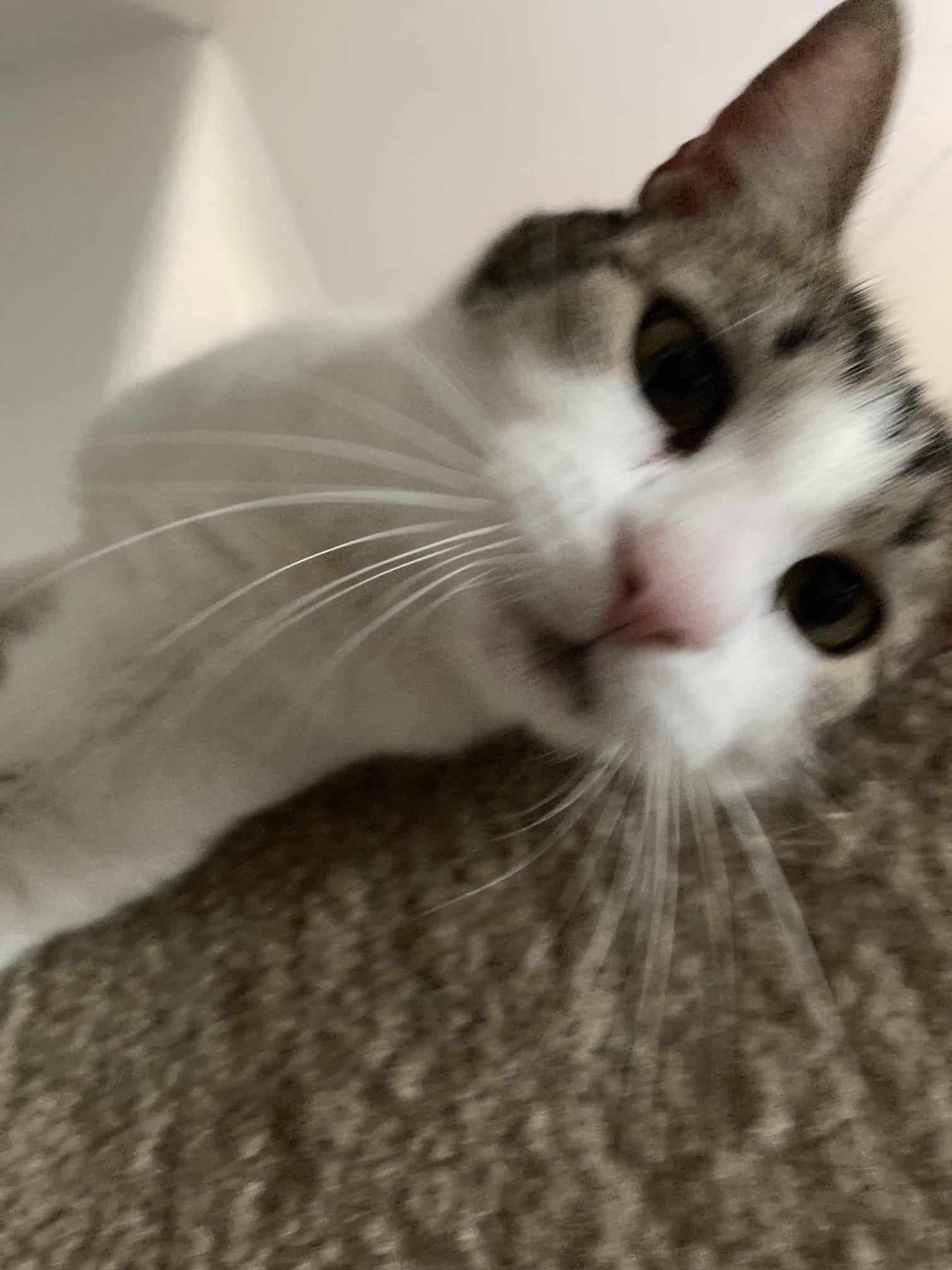 Enlarge BENTLEY, a ADOPTABLE Domestic Short Hair in Santa Ana, CA image 4/4