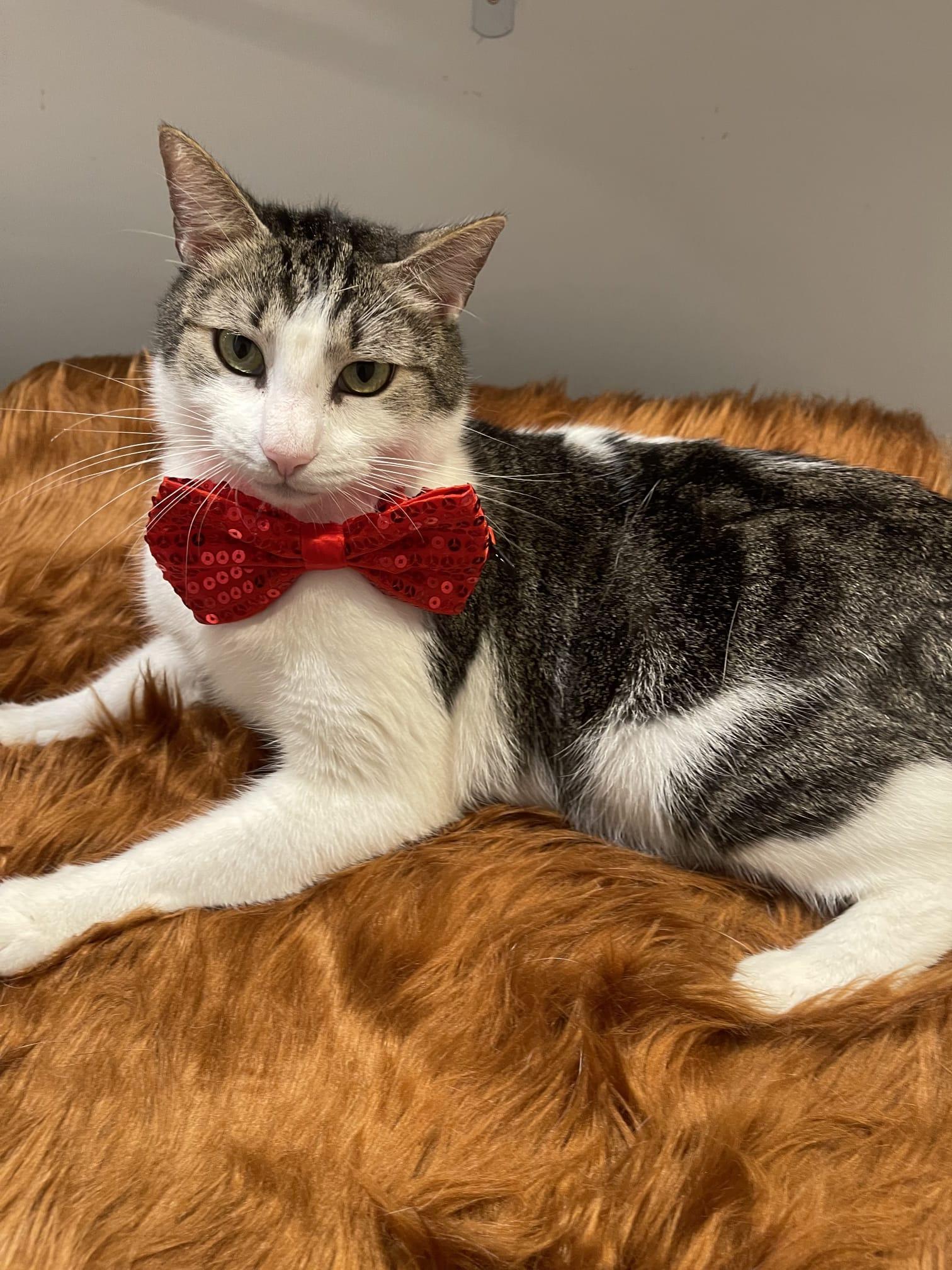 Enlarge BENTLEY, a ADOPTABLE Domestic Short Hair in Santa Ana, CA image 2/4