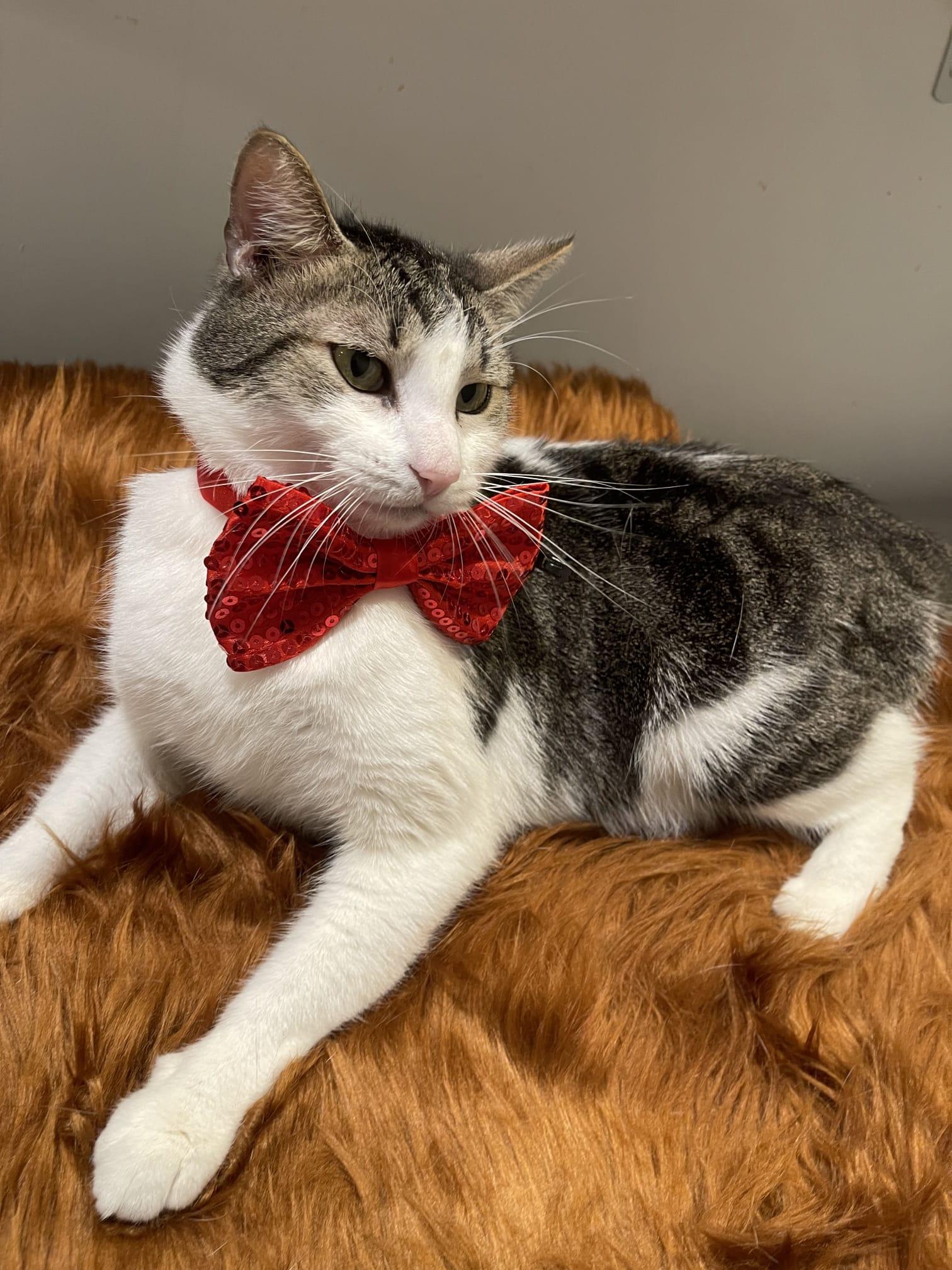 Enlarge BENTLEY, a ADOPTABLE Domestic Short Hair in Santa Ana, CA image 1/4