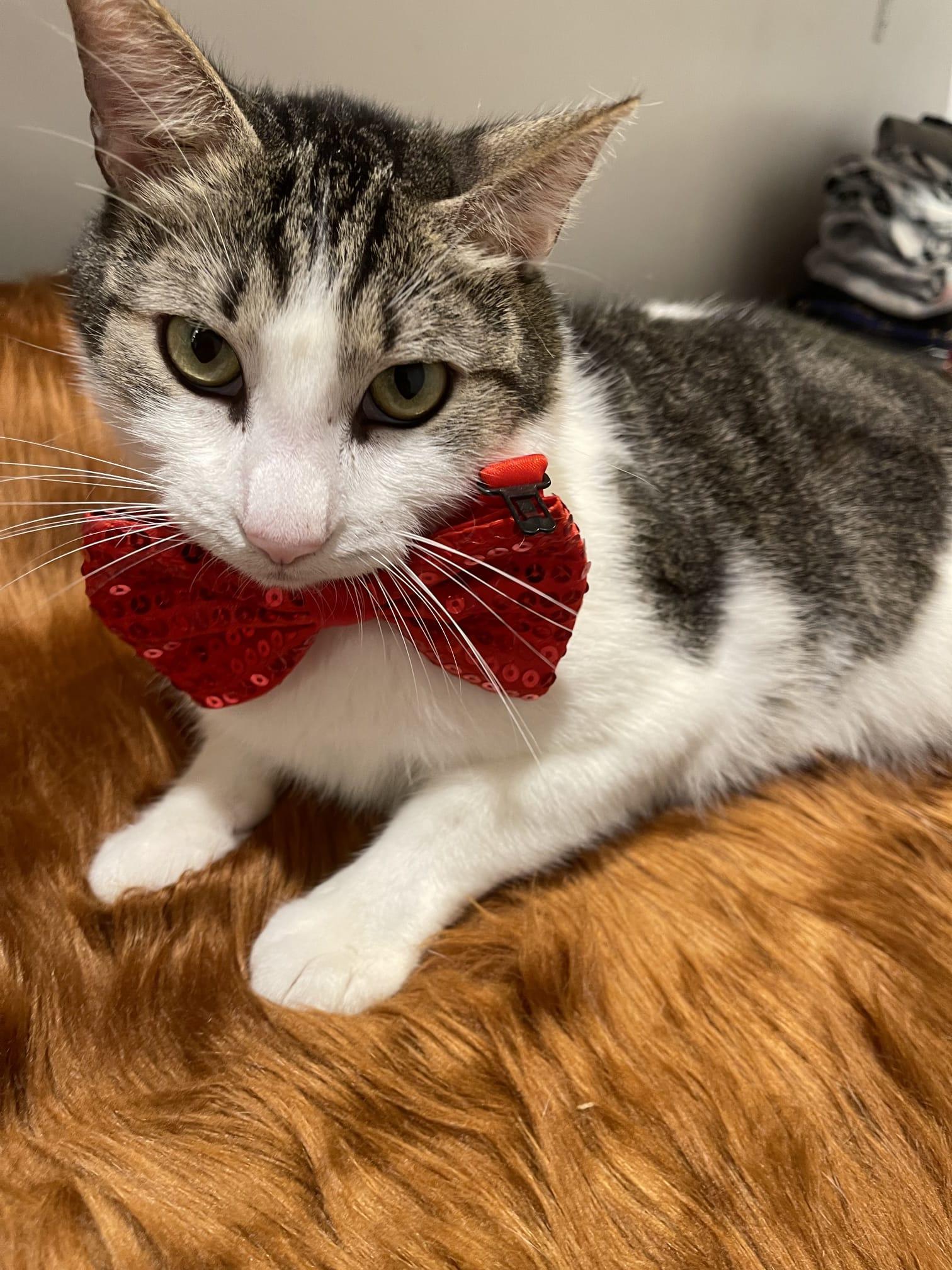 Enlarge BENTLEY, a ADOPTABLE Domestic Short Hair in Santa Ana, CA image 3/4