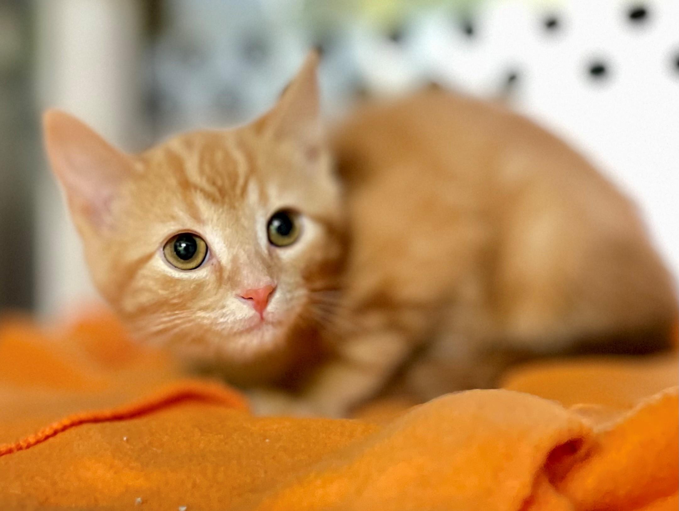 Enlarge Persimmon, an adopted Domestic Short Hair in Hamilton, ON image 3/3