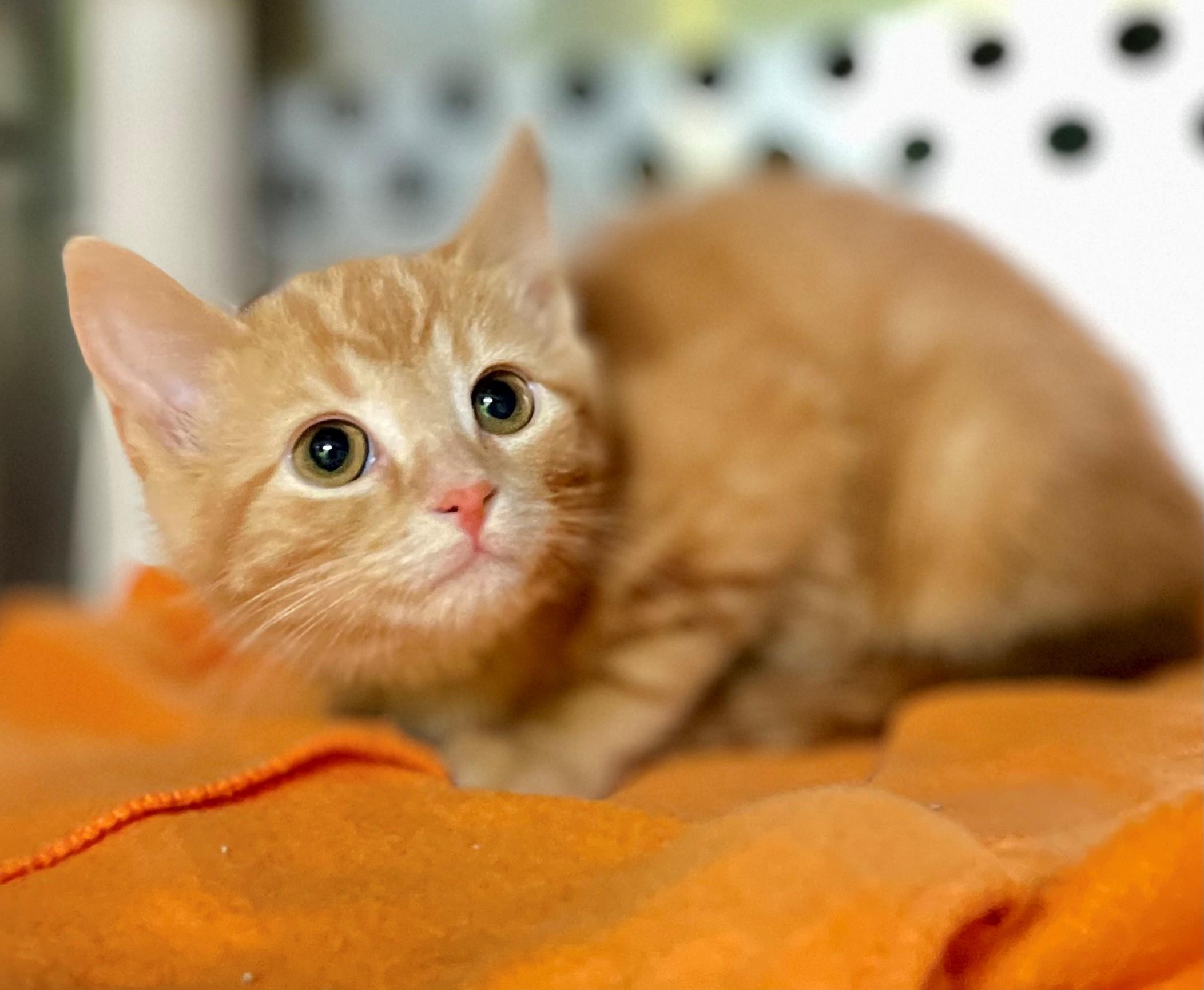 Persimmon, adopted, Kitten Male Domestic Short Hair.
