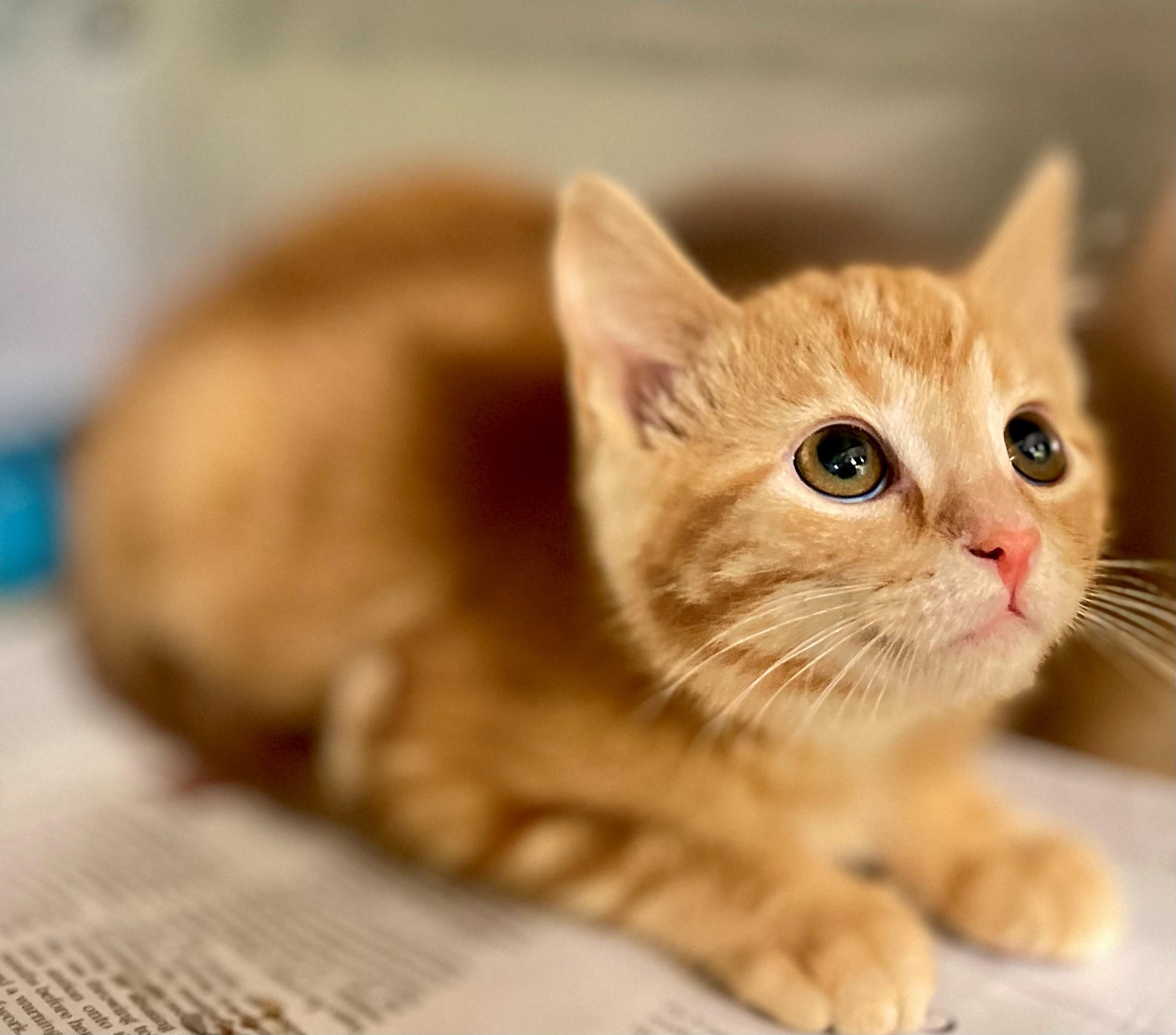 Enlarge Persimmon, an adopted Domestic Short Hair in Hamilton, ON image 2/3