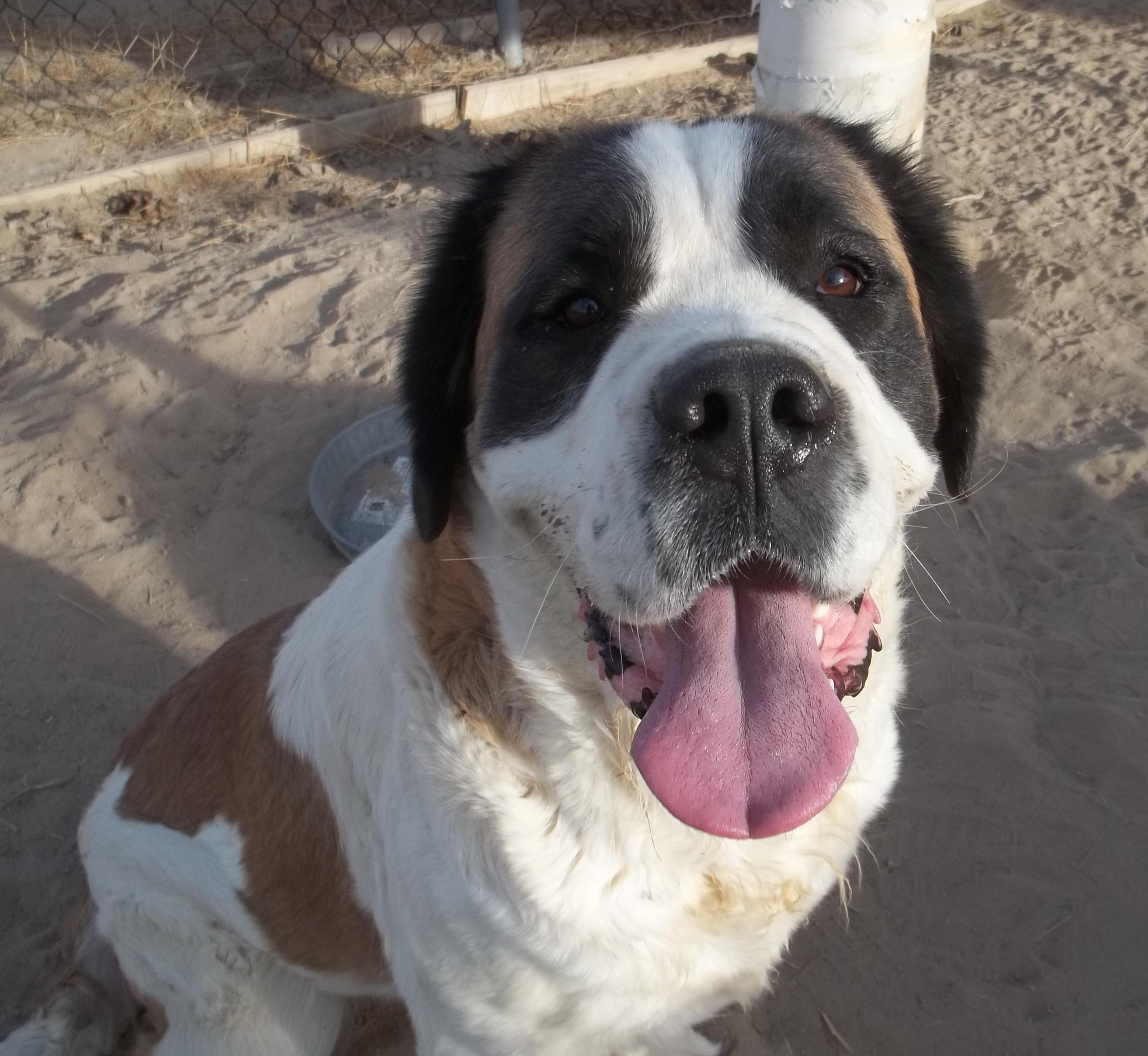 DAISY, a Adoptable Saint Bernard in Sparks, NV image 1/6