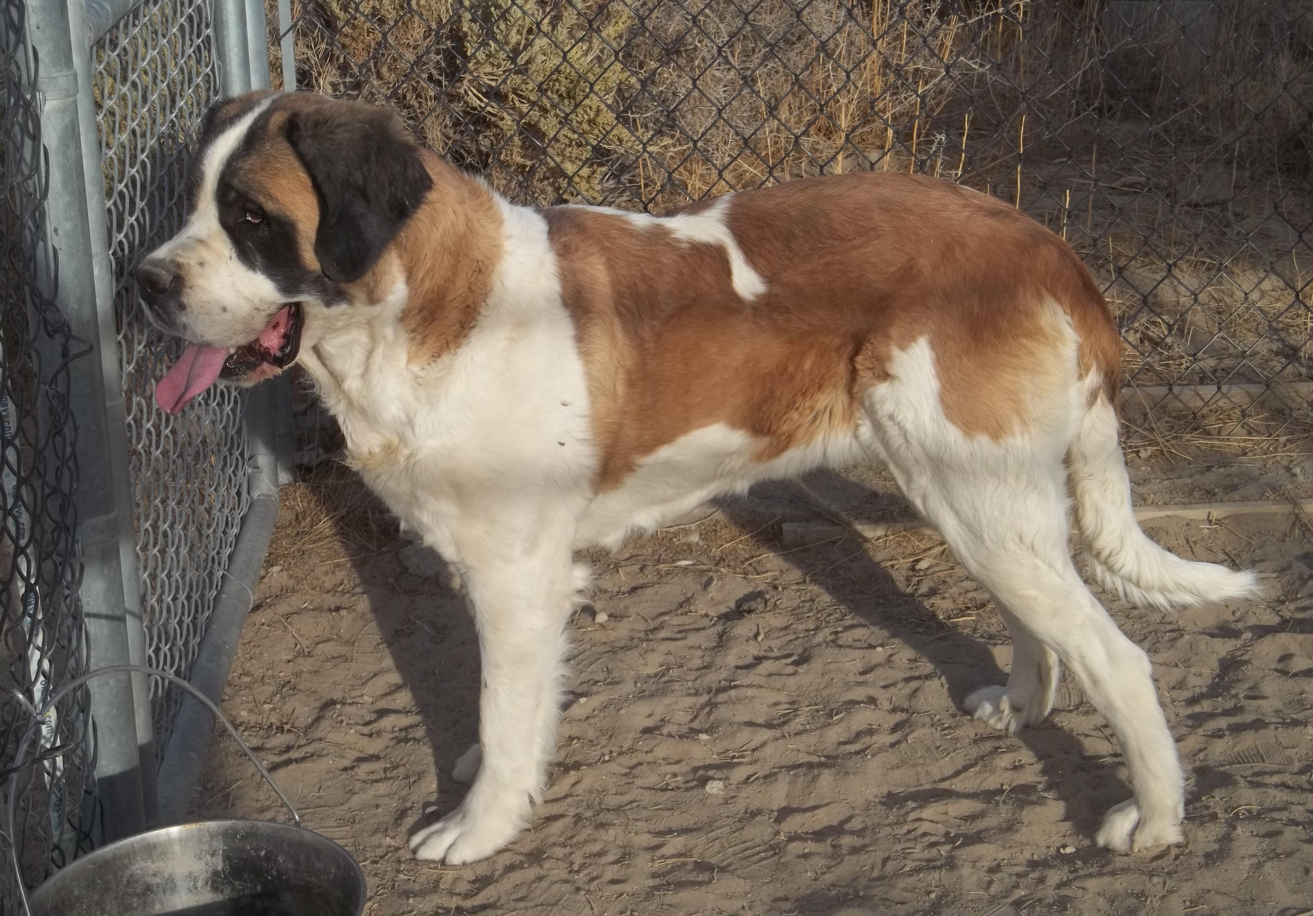 DAISY, a Adoptable Saint Bernard in Sparks, NV image 2/6