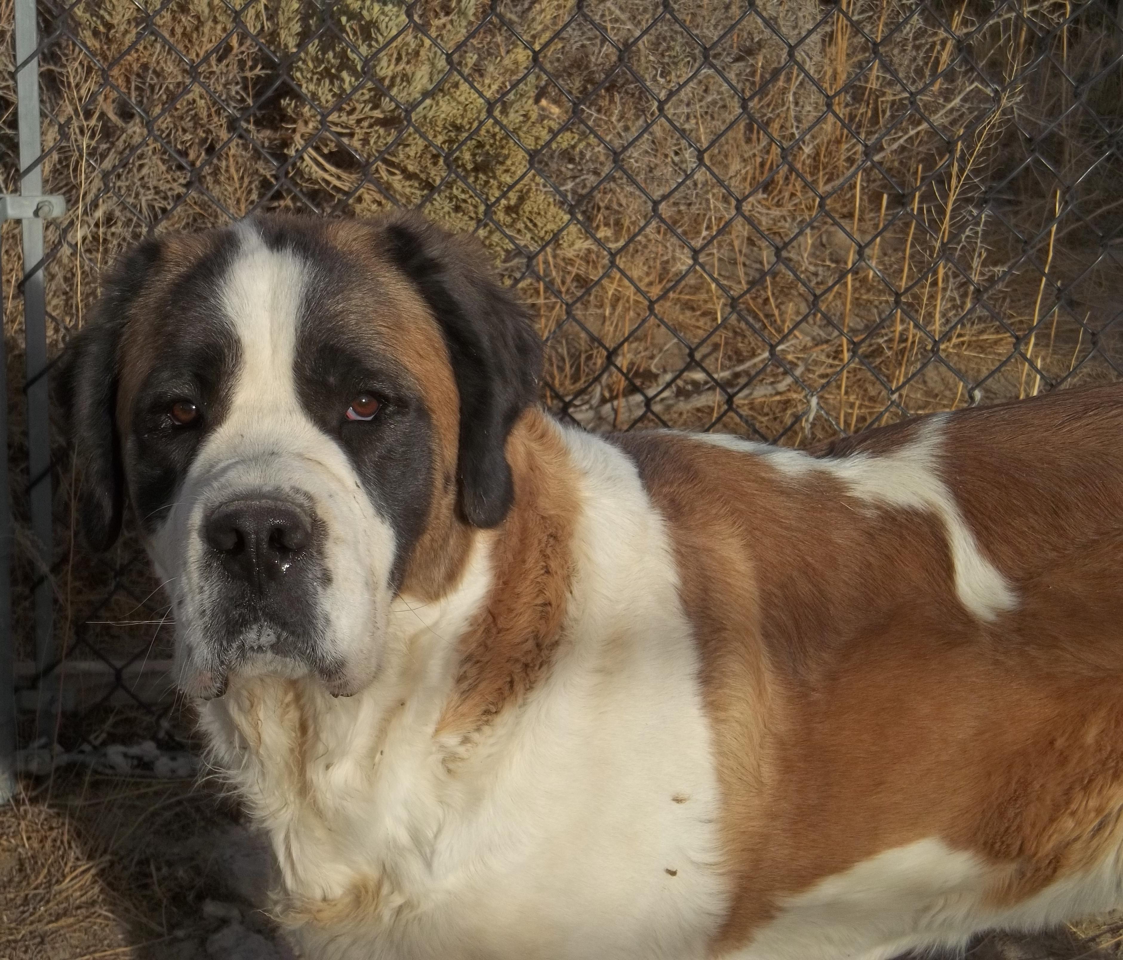 DAISY, a Adoptable Saint Bernard in Sparks, NV image 3/6