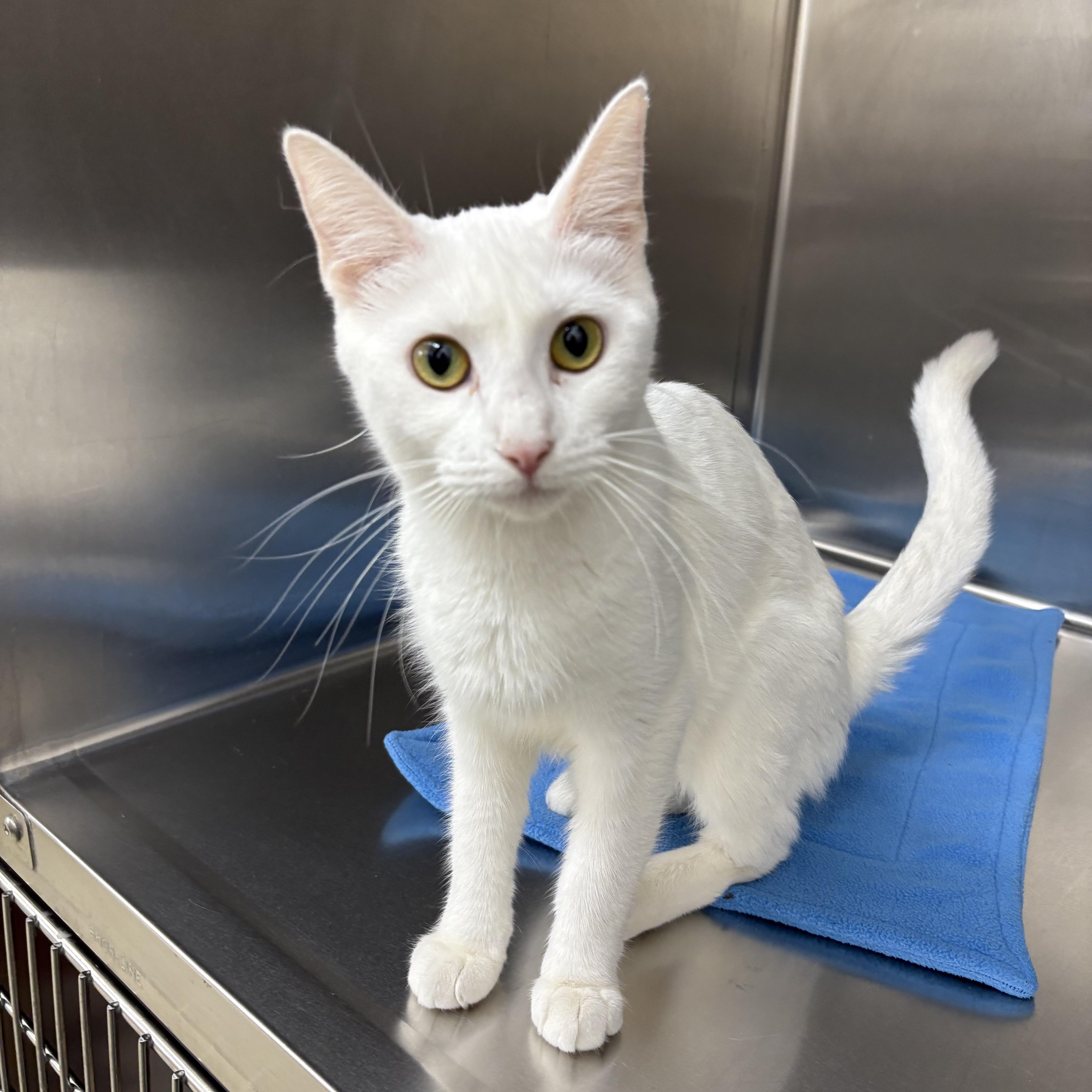 Enlarge Squeaks, a Adoptable Domestic Short Hair in Black River Falls, WI image 1/1