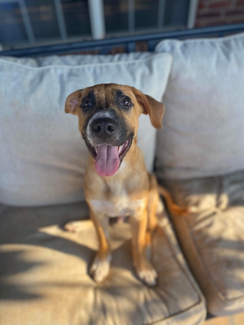 Apple Jax, a Adopted mixed breed in Edmond, OK image 1/5