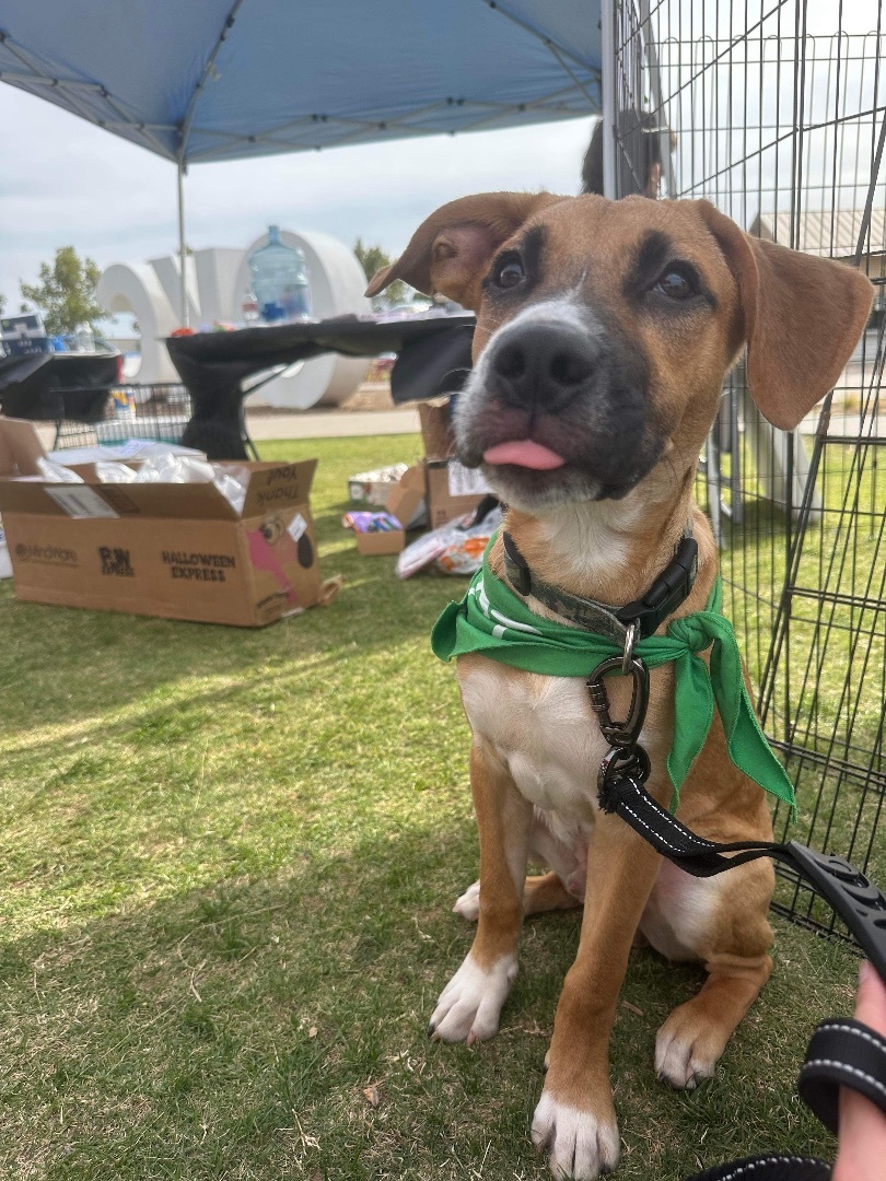 Apple Jax, a Adopted mixed breed in Edmond, OK image 2/5