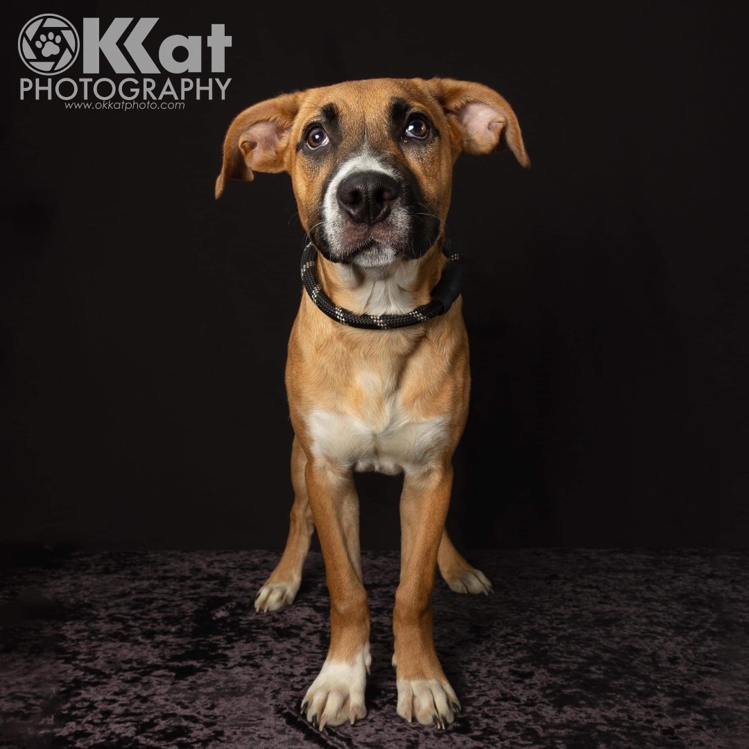 Apple Jax, a Adopted mixed breed in Edmond, OK image 3/5