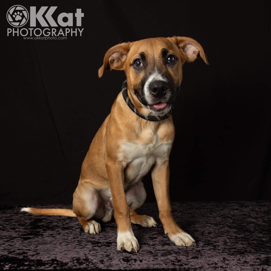 Apple Jax, a Adopted mixed breed in Edmond, OK image 4/5