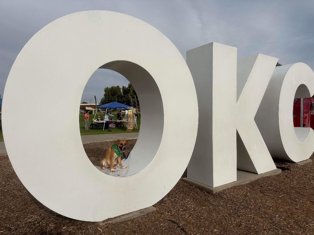 Apple Jax, a Adopted mixed breed in Edmond, OK image 5/5