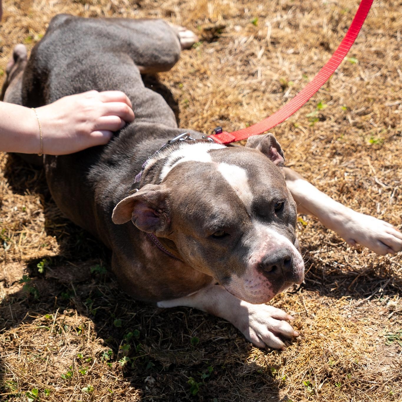 Enlarge Luna, a ADOPTABLE Pit Bull Terrier in King George, VA image 2/4