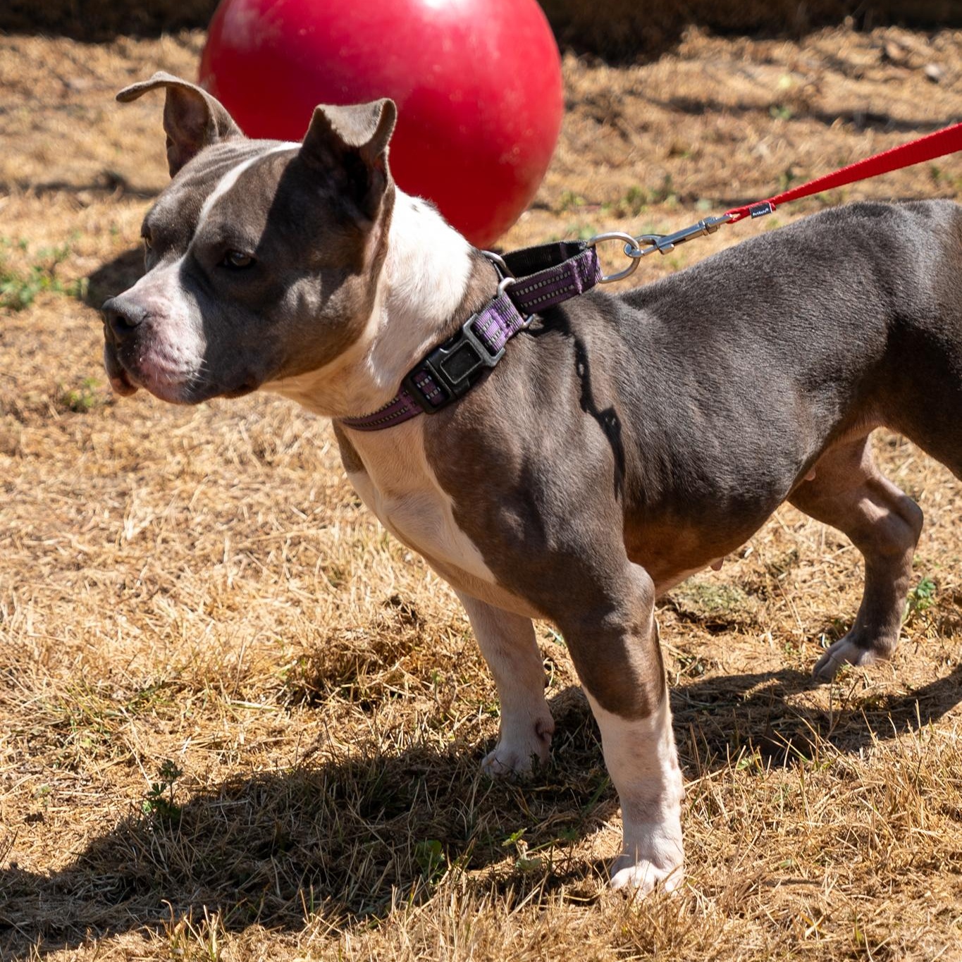 Enlarge Luna, a ADOPTABLE Pit Bull Terrier in King George, VA image 4/4